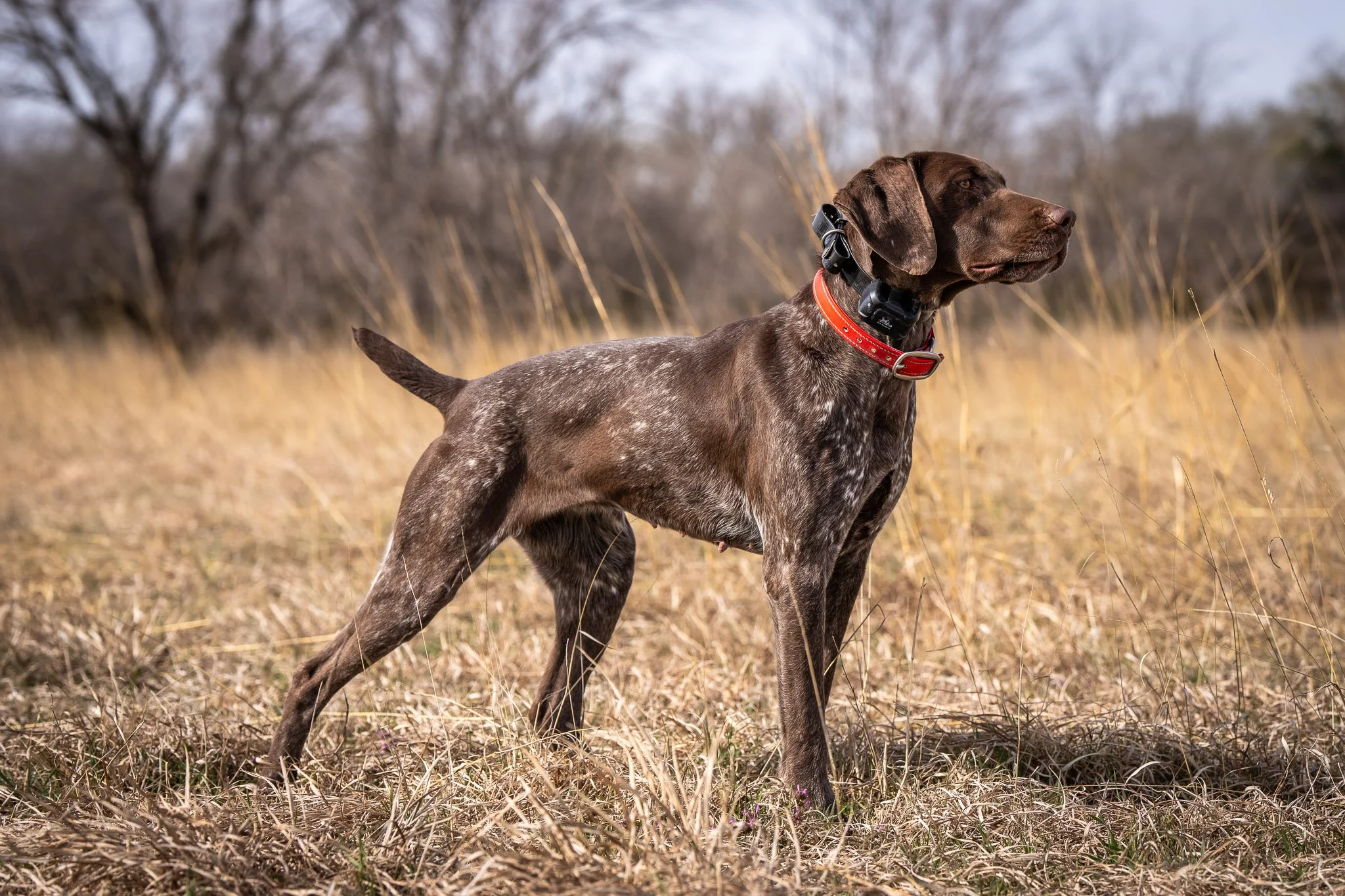 “POCKET" - STANDING STONES EL TESORO POCKET ROCKET NA-1