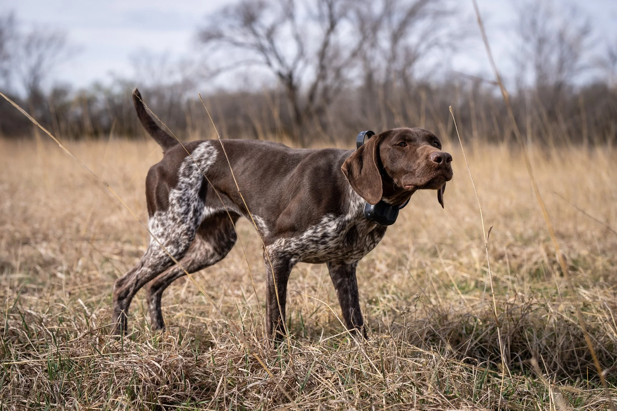 “DUSKY" - STANDING STONES BABY SHARK NA-1