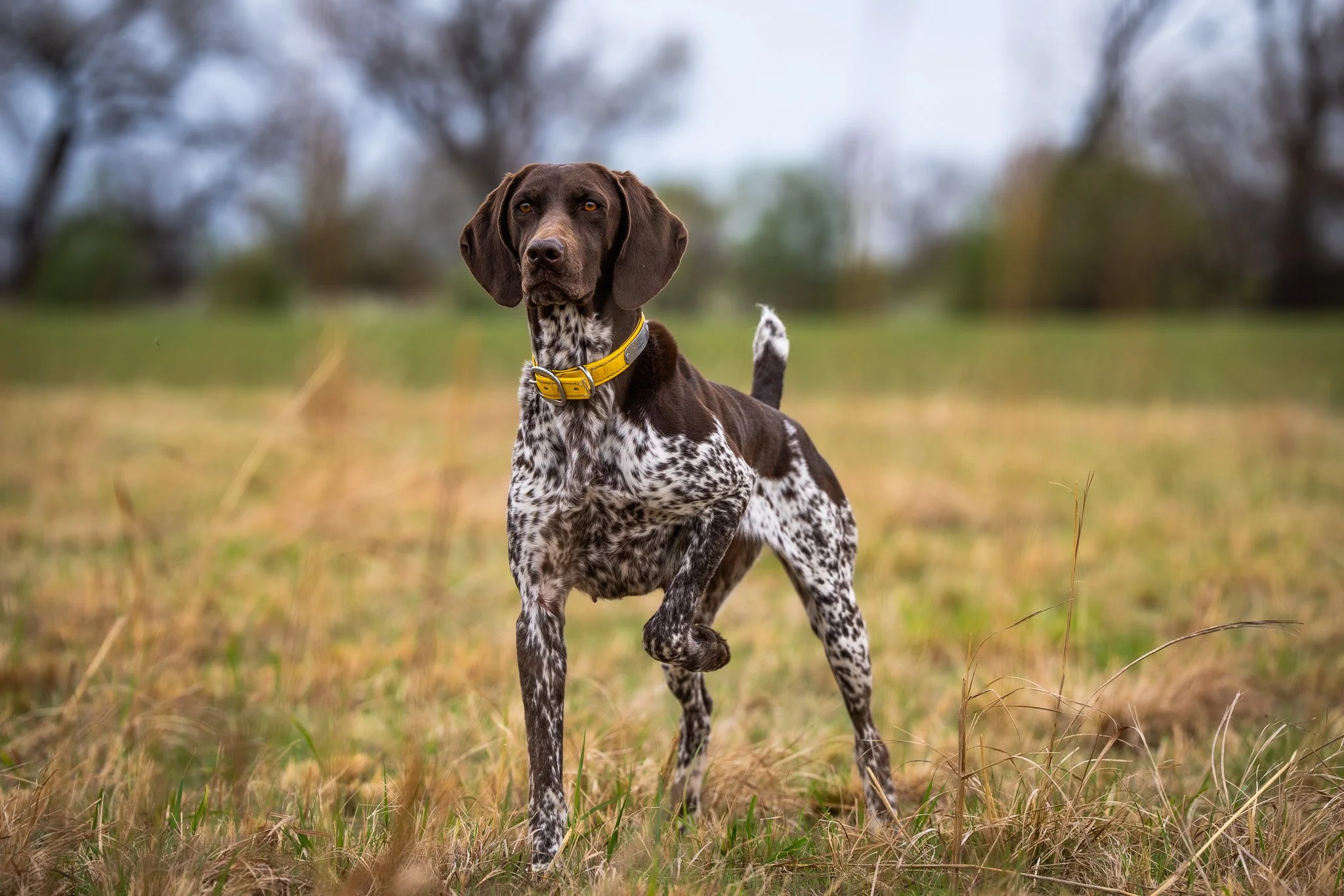 “DUAL" - STANDING STONES EL TESORO TWICE THE TROUBLE NA-II