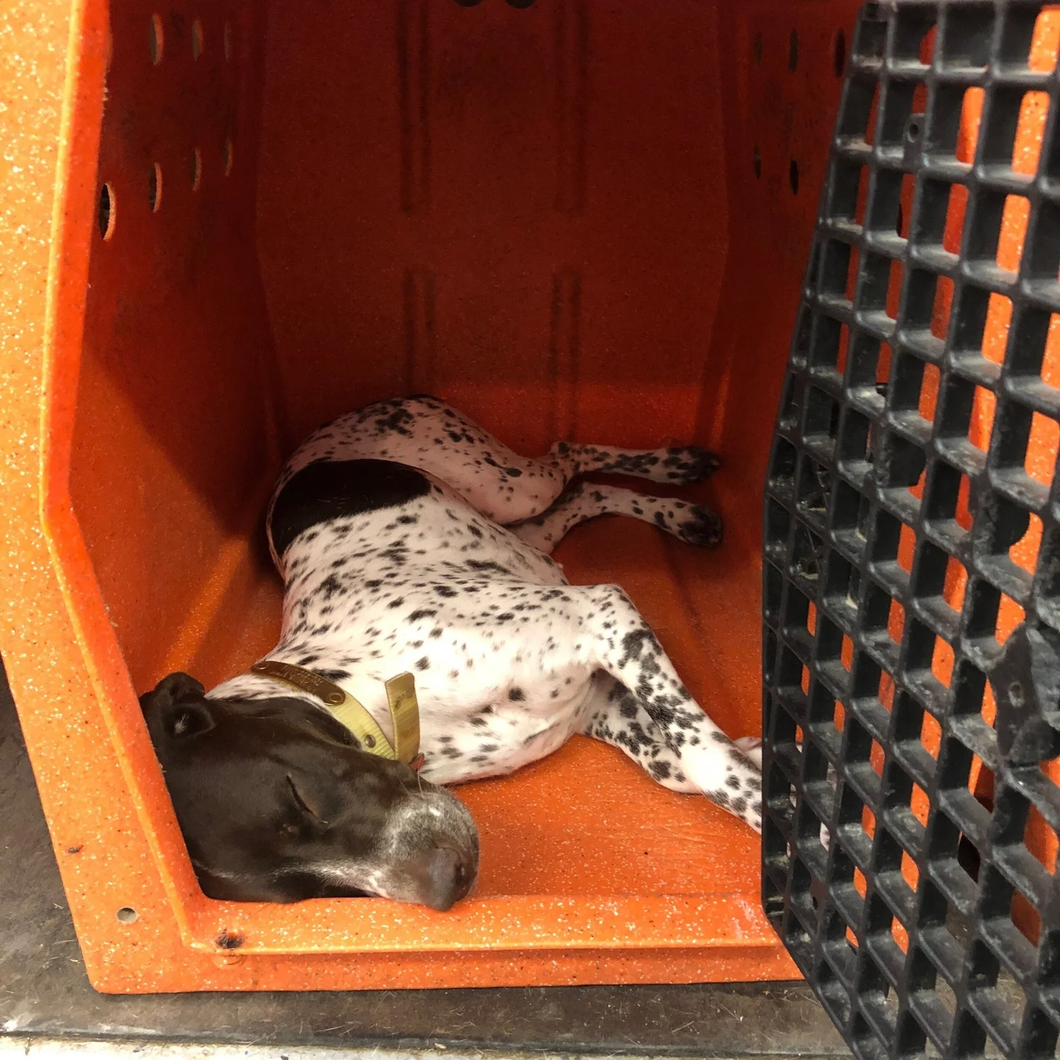 Image showcasing Our Best Tips and Tricks For Crate Training Your Puppy — Standing Stone ...