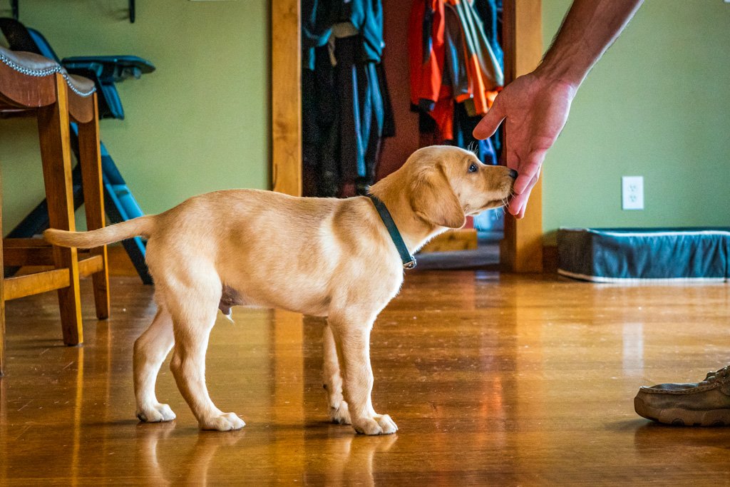 Whelping Checklist - What Supplies Do You Need Before Your Dog Has A Litter  Of Puppies? - Puppy In Training