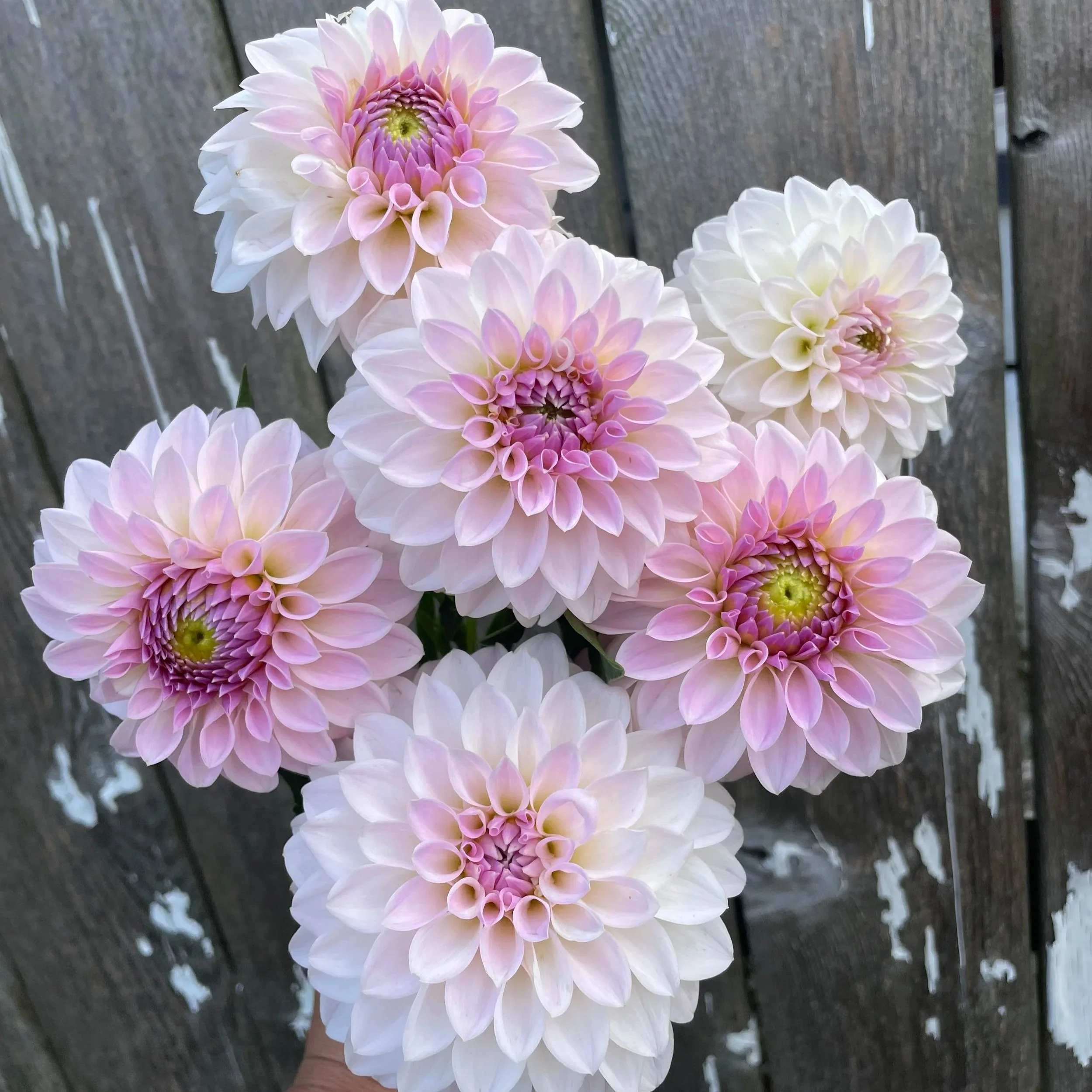Bloomquist Tory P Dahlia Tubers for Sale