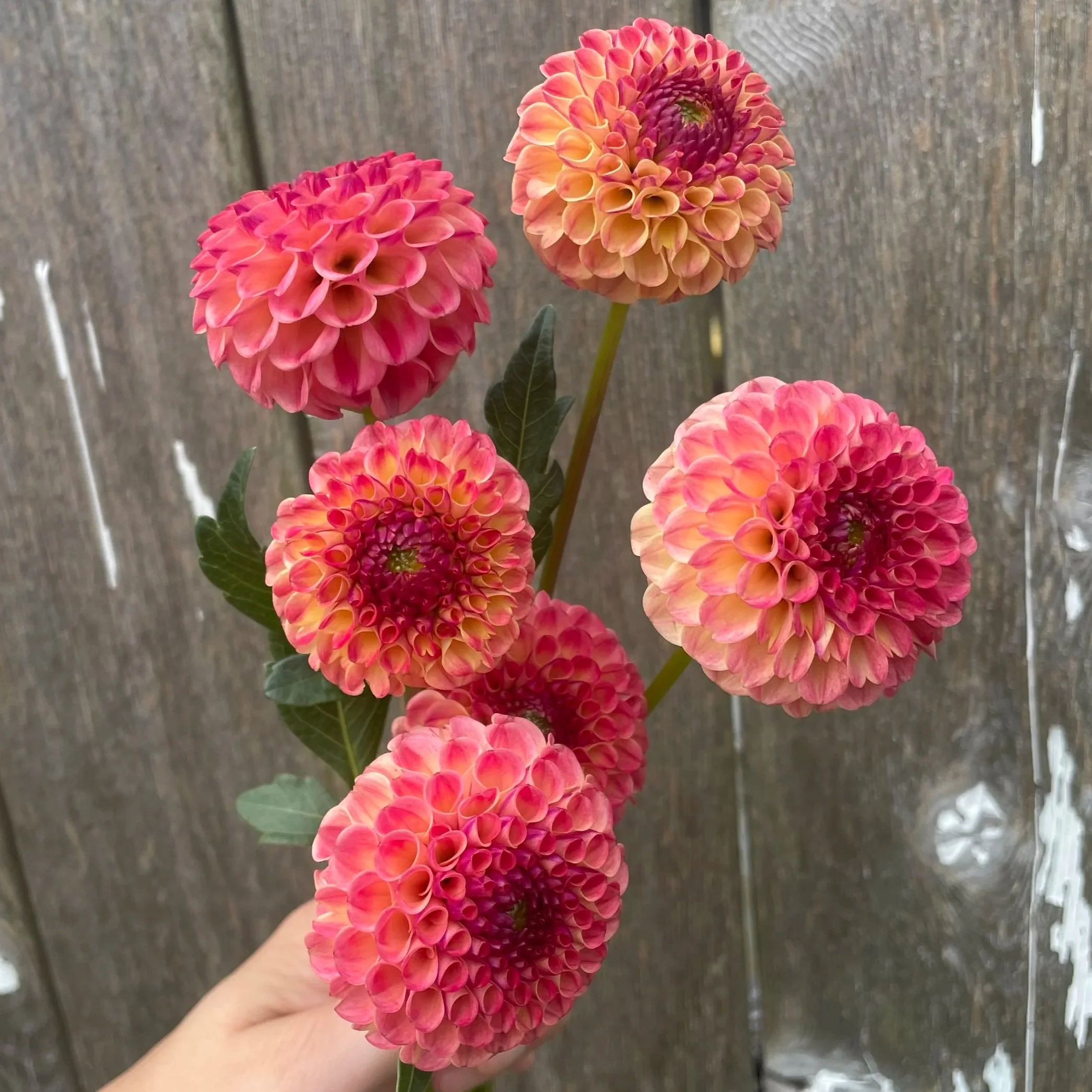 Rosemary Dawn Dahlia Tubers for Sale