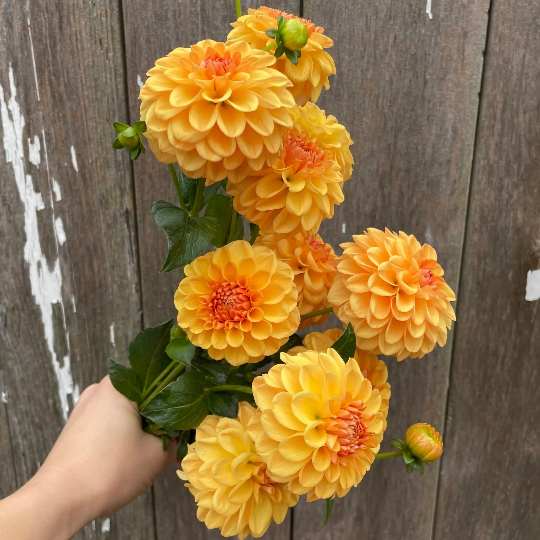 Sugar Daddy Dahlia Tubers for Sale