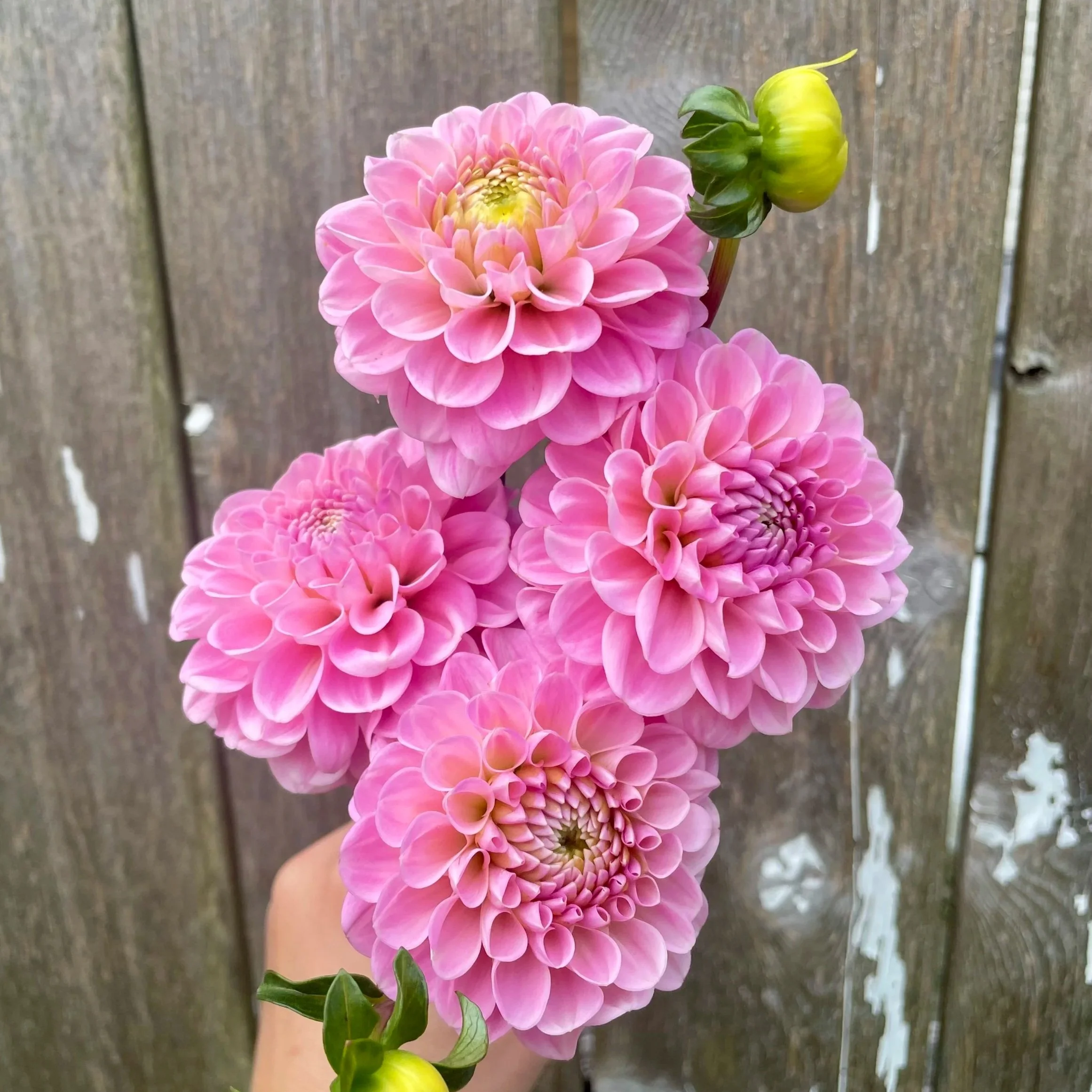 Wizard of Oz Dahlia Tubers for Sale