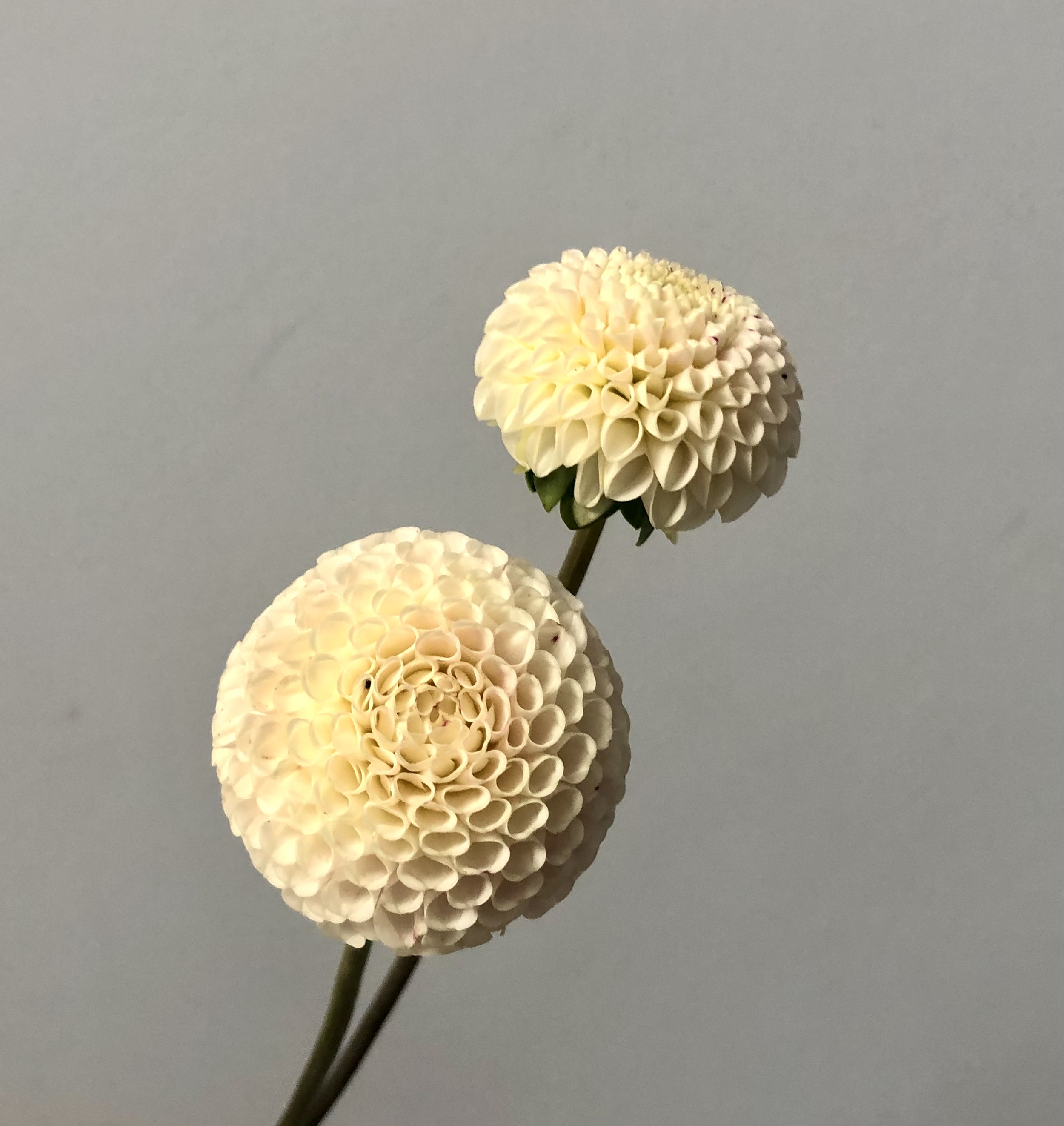 Small World