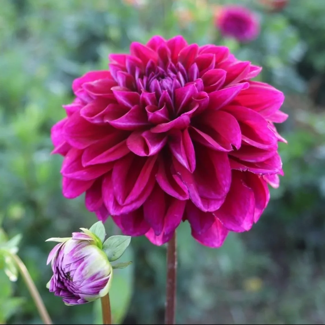 Boogie Nights Dahlia Tubers for Sale