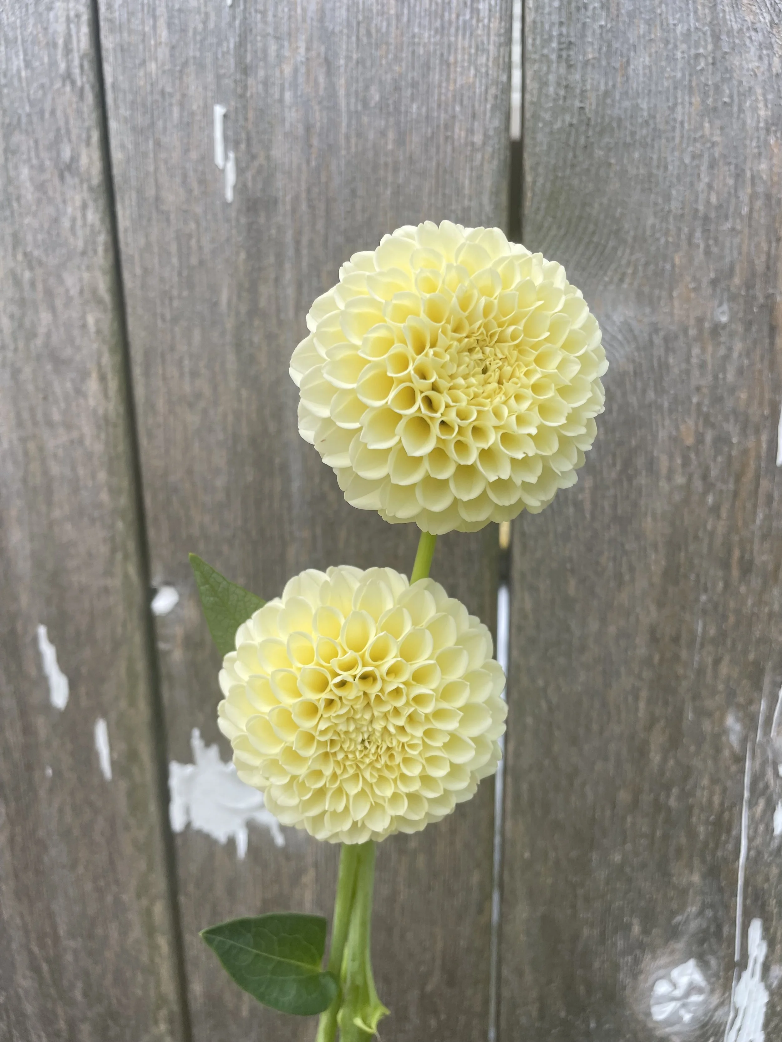 Creamy Dahlia Tubers for Sale