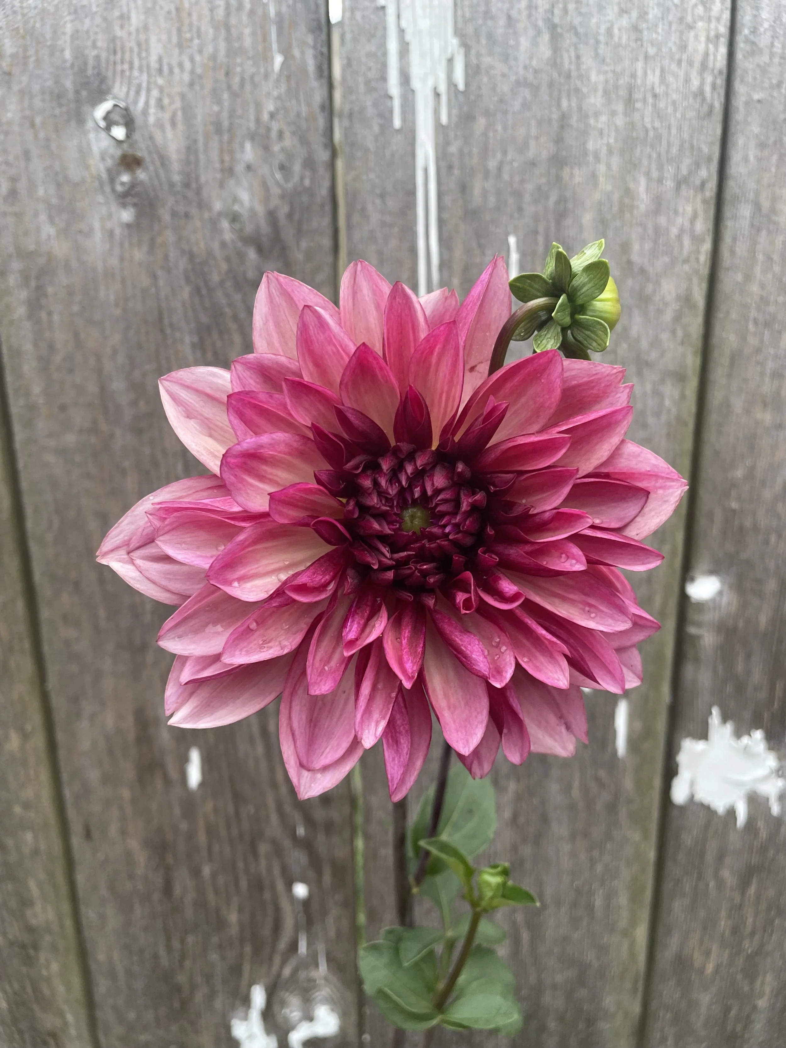 Bacardi Dahlia Tubers for Sale