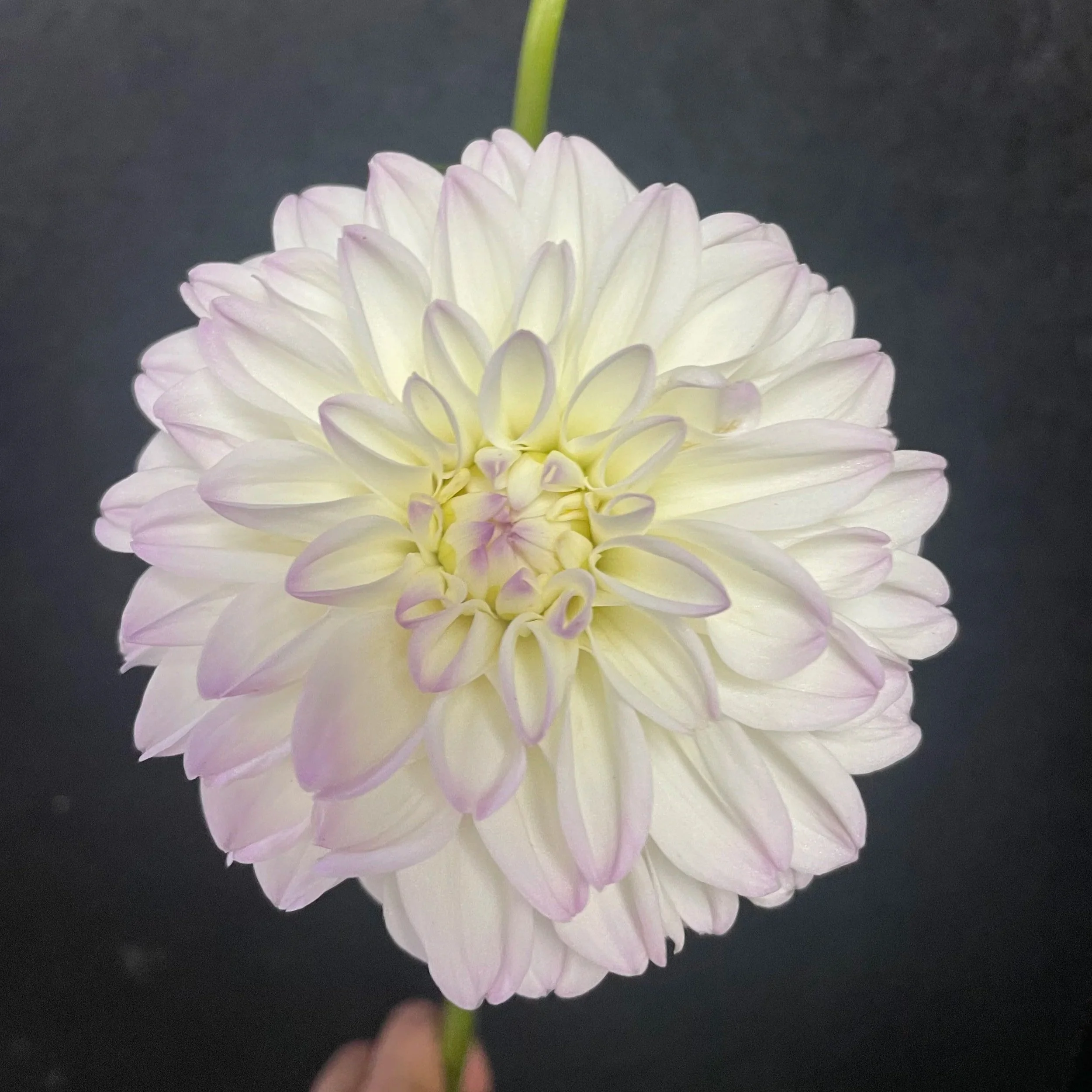 Dorothy R Dahlia Tubers for Sale