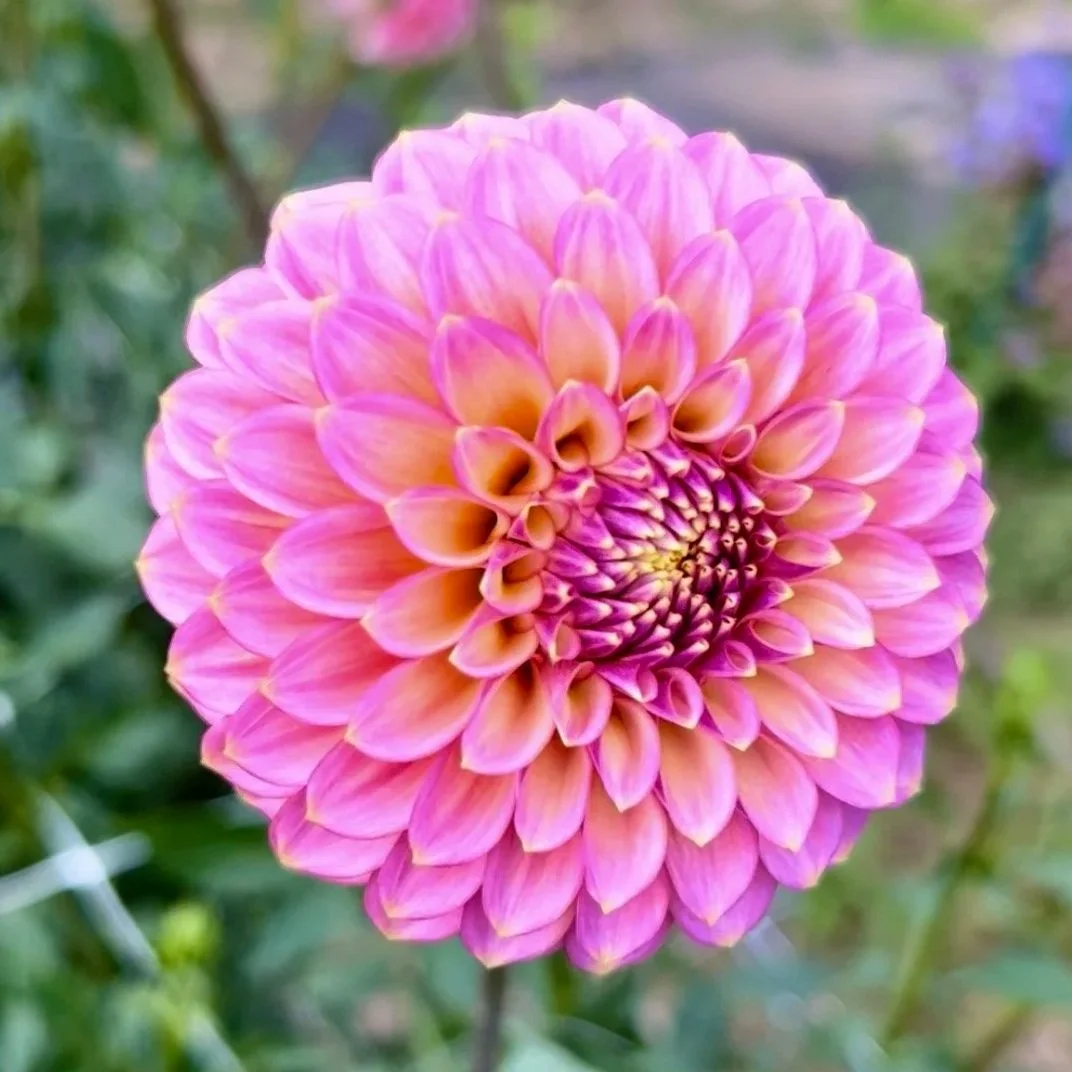 Skipley Spot of Gold Dahlia Tubers for Sale