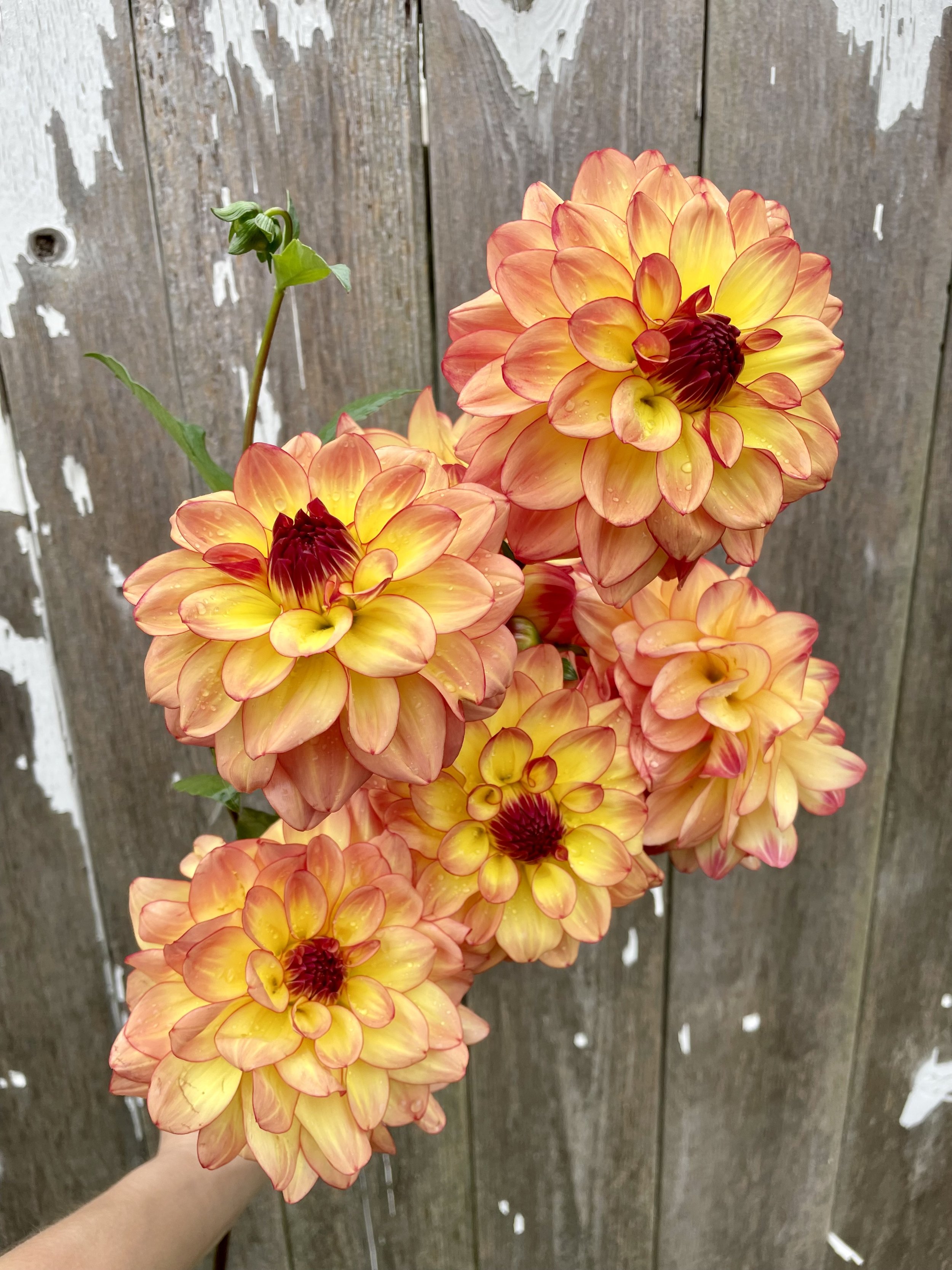 Mai Tai Dahlia Tubers for Sale