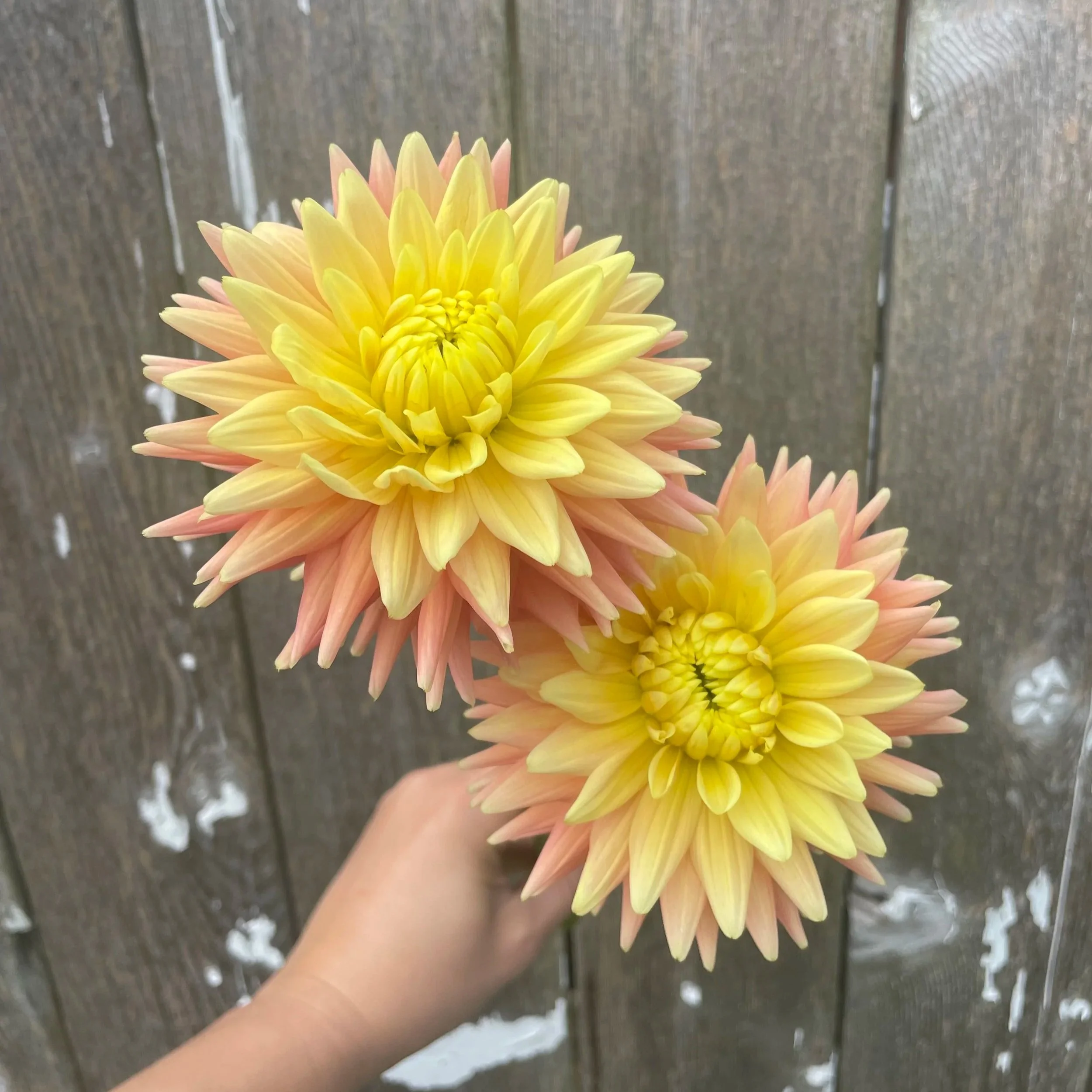 Hollyhill Gingersnap Dahlia Tubers for Sale