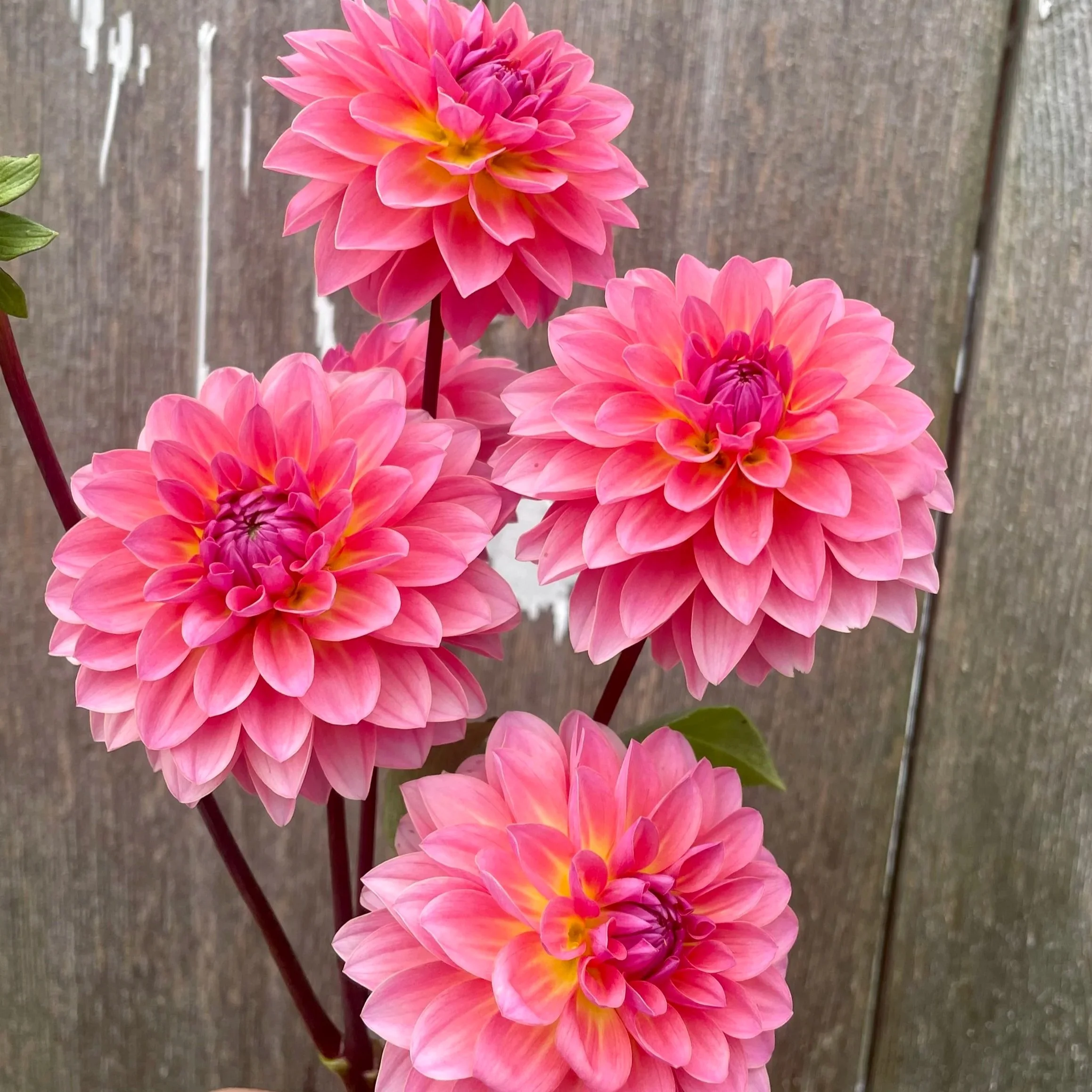 Jitterbug Dahlia Tubers for Sale