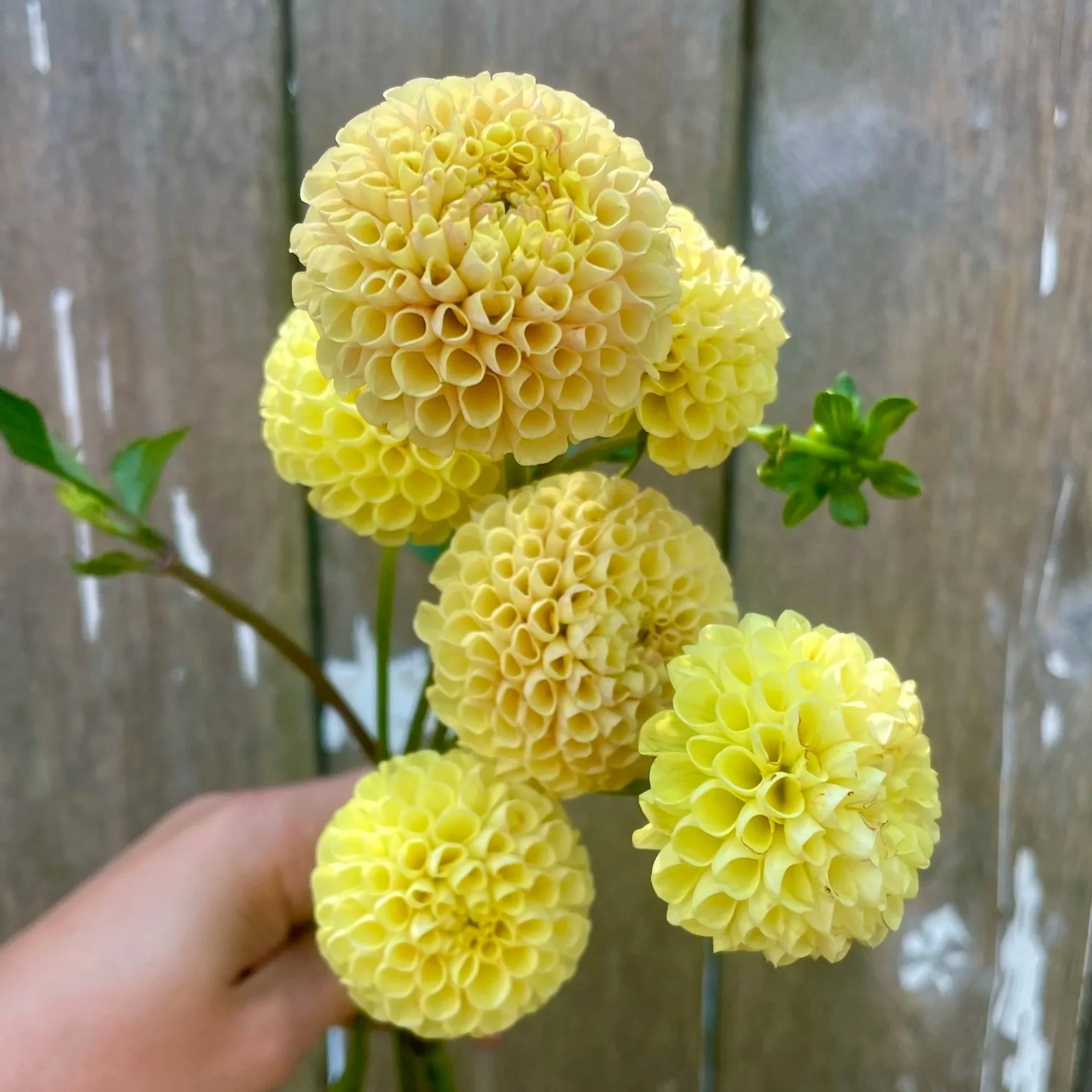Little Scottie Dahlia Tubers for Sale