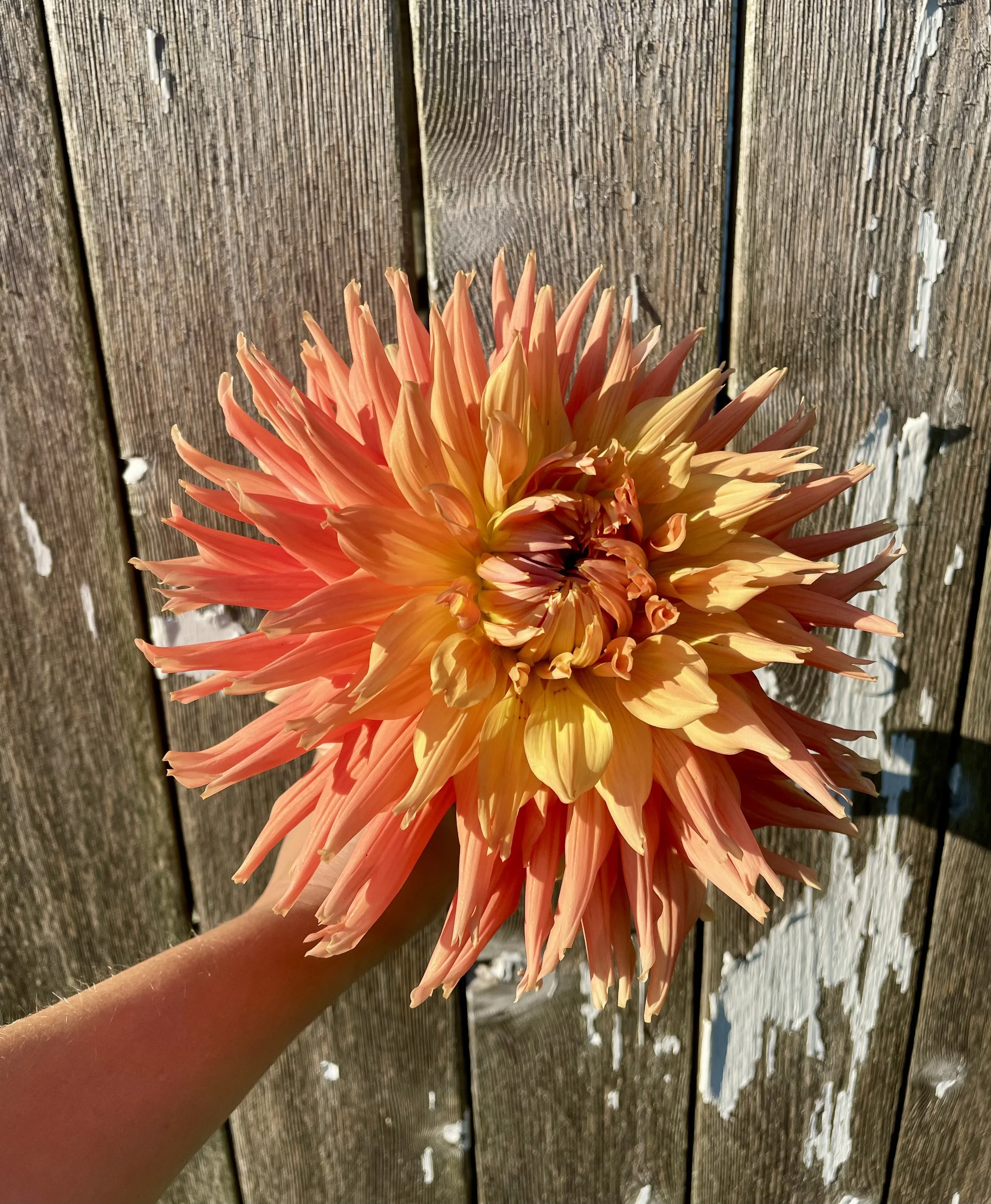 Andrew Charles Dahlia Tubers for Sale