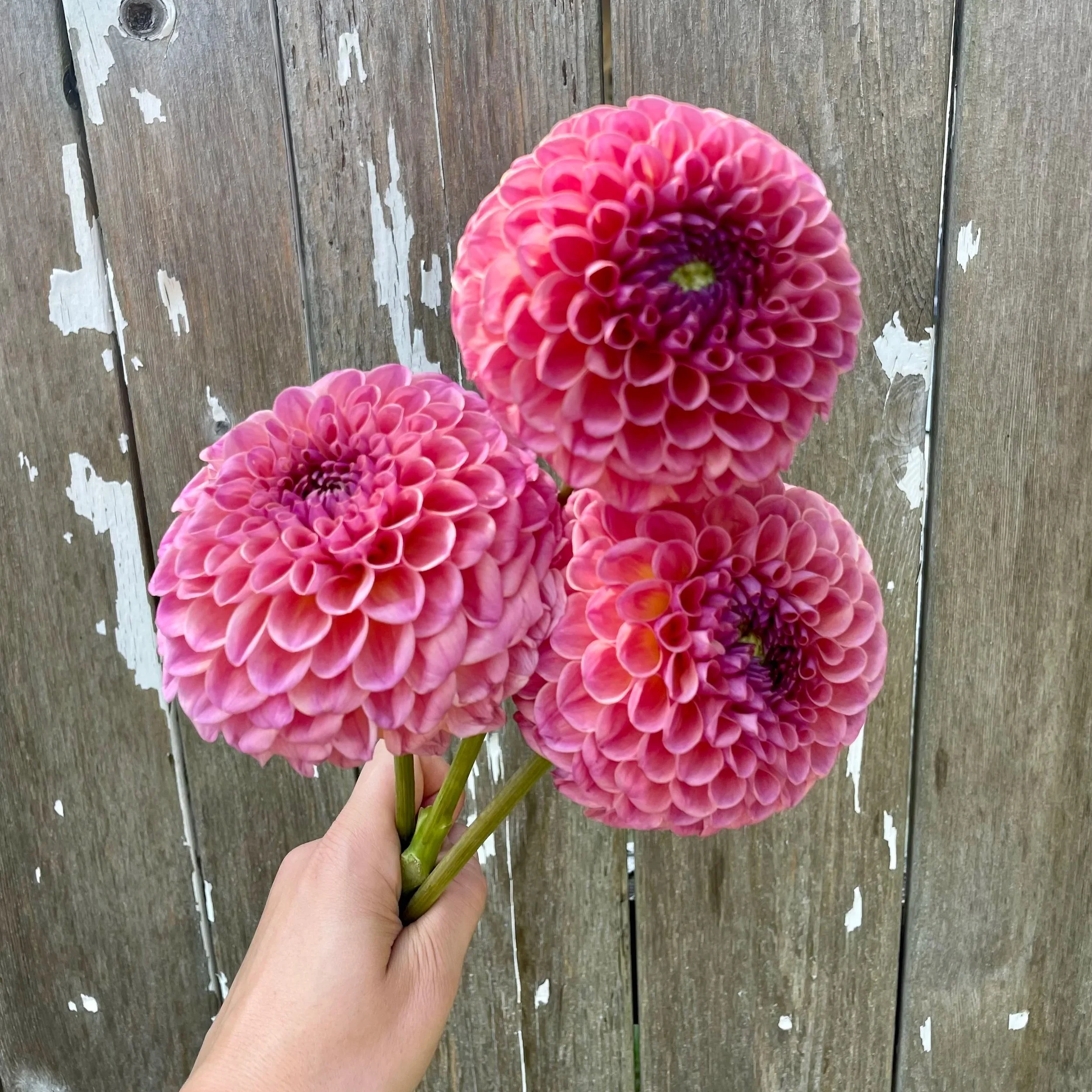 Caitlyn’s Joy Dahlia Tubers for Sale