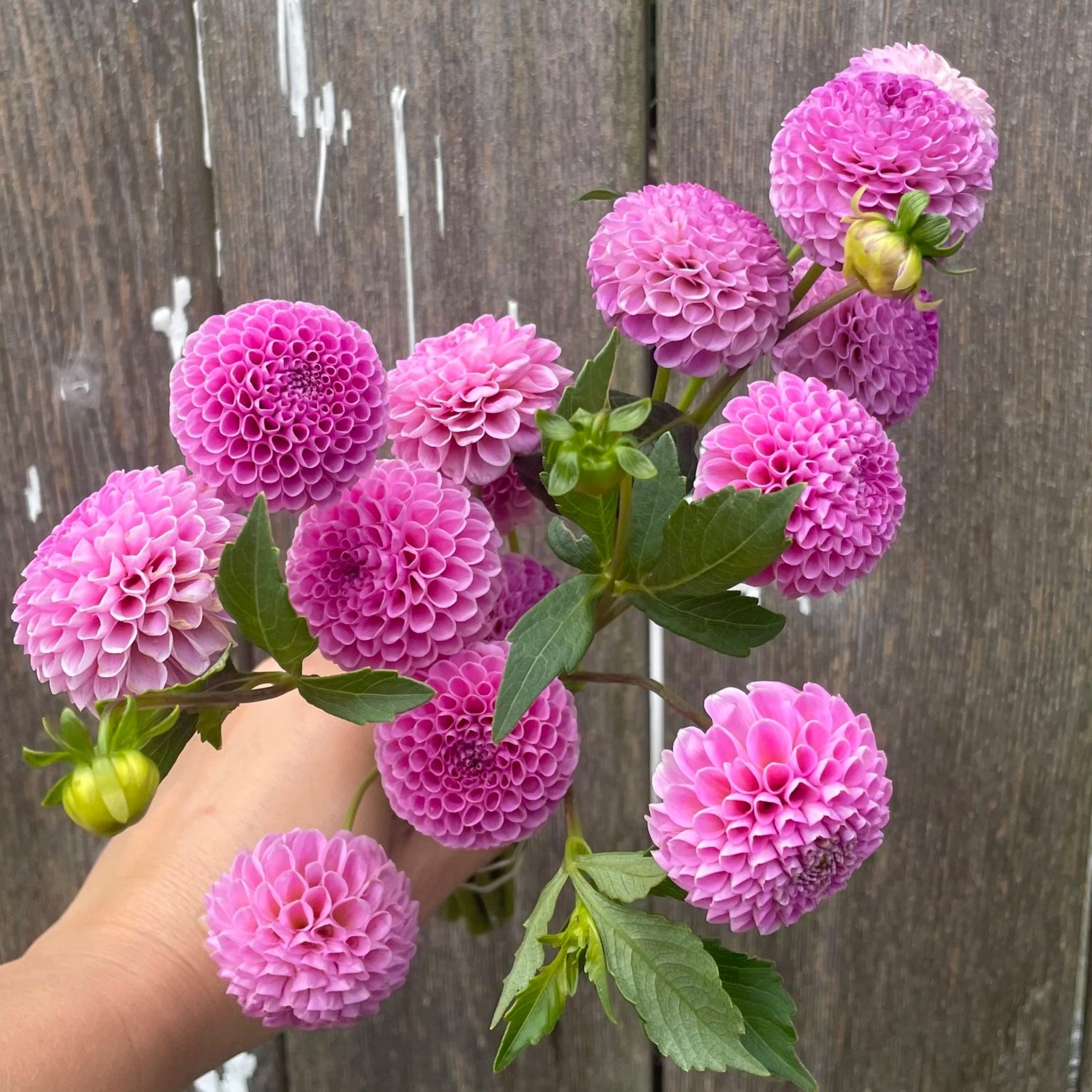 Betty Anne Dahlia Tubers for Sale