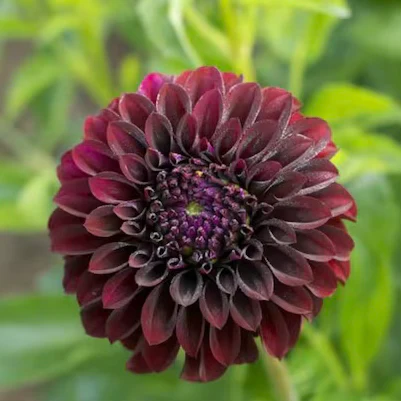 Black Satin Dahlia Tubers for Sale
