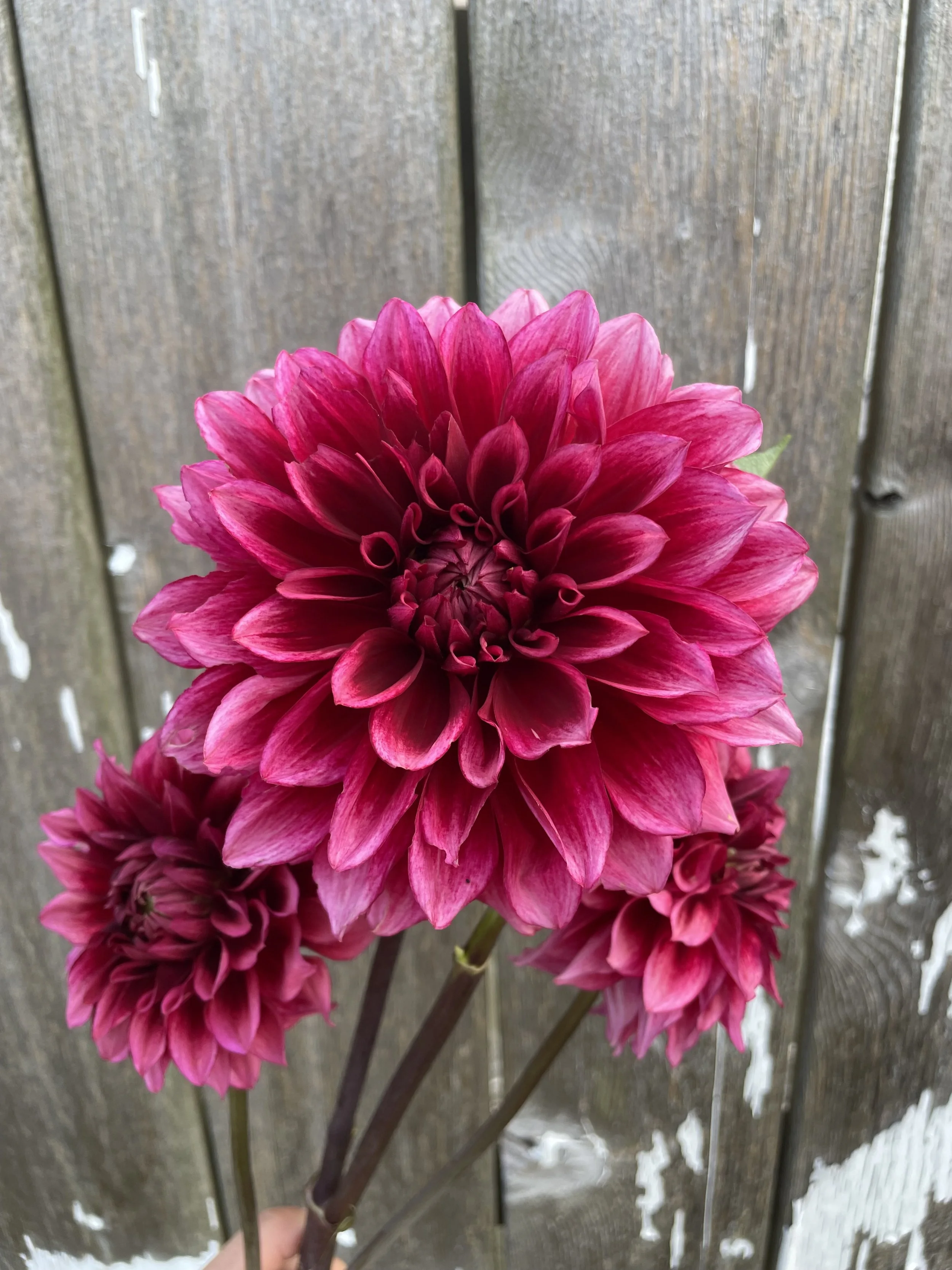 Bloomquist York Dahlia Tubers for Sale