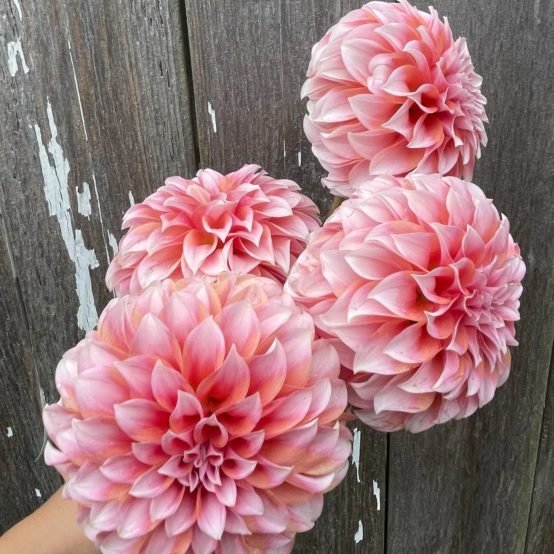 Peaches n Cream Dahlia Tubers for Sale