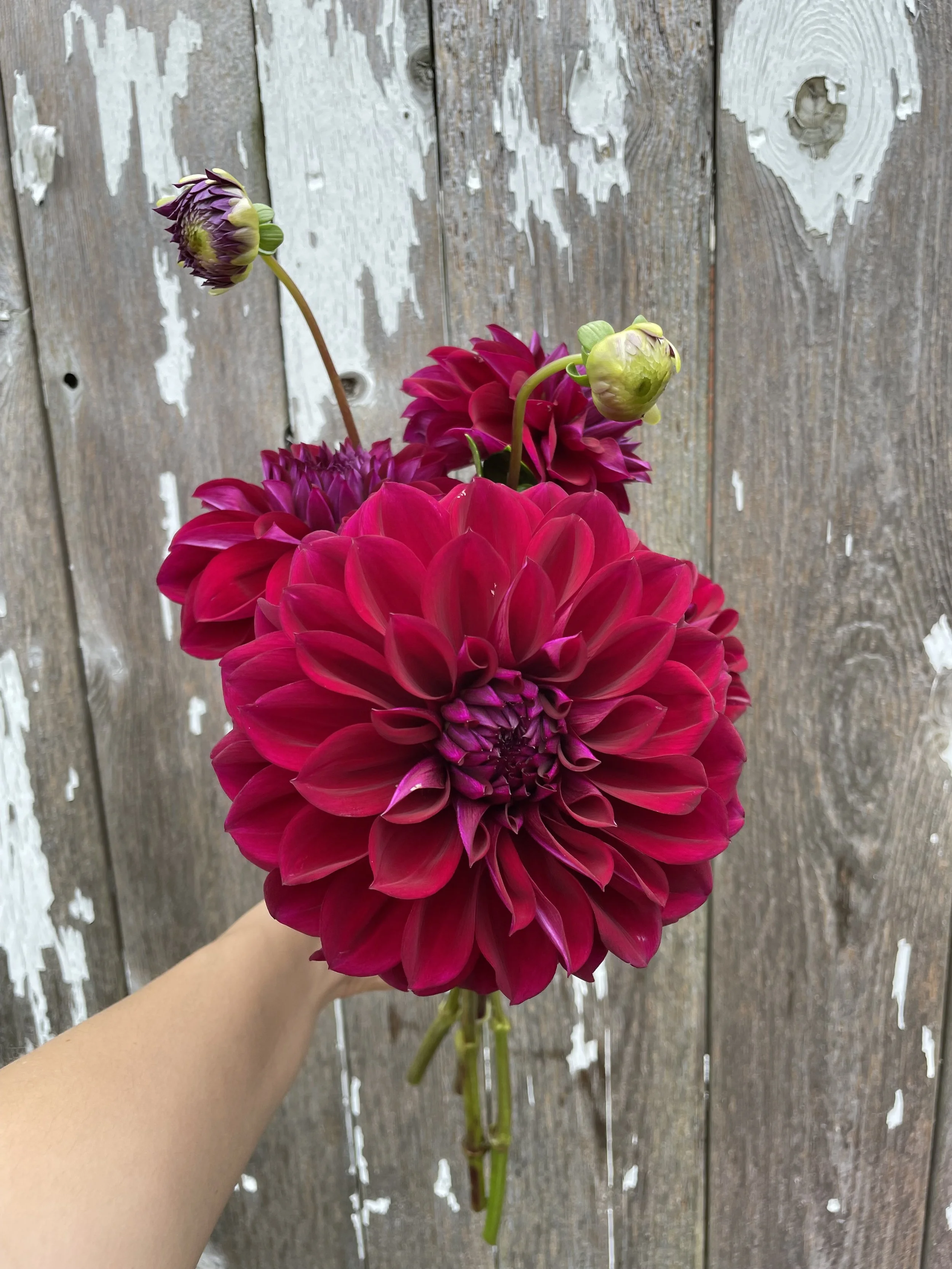 Diva Dahlia Tubers for Sale