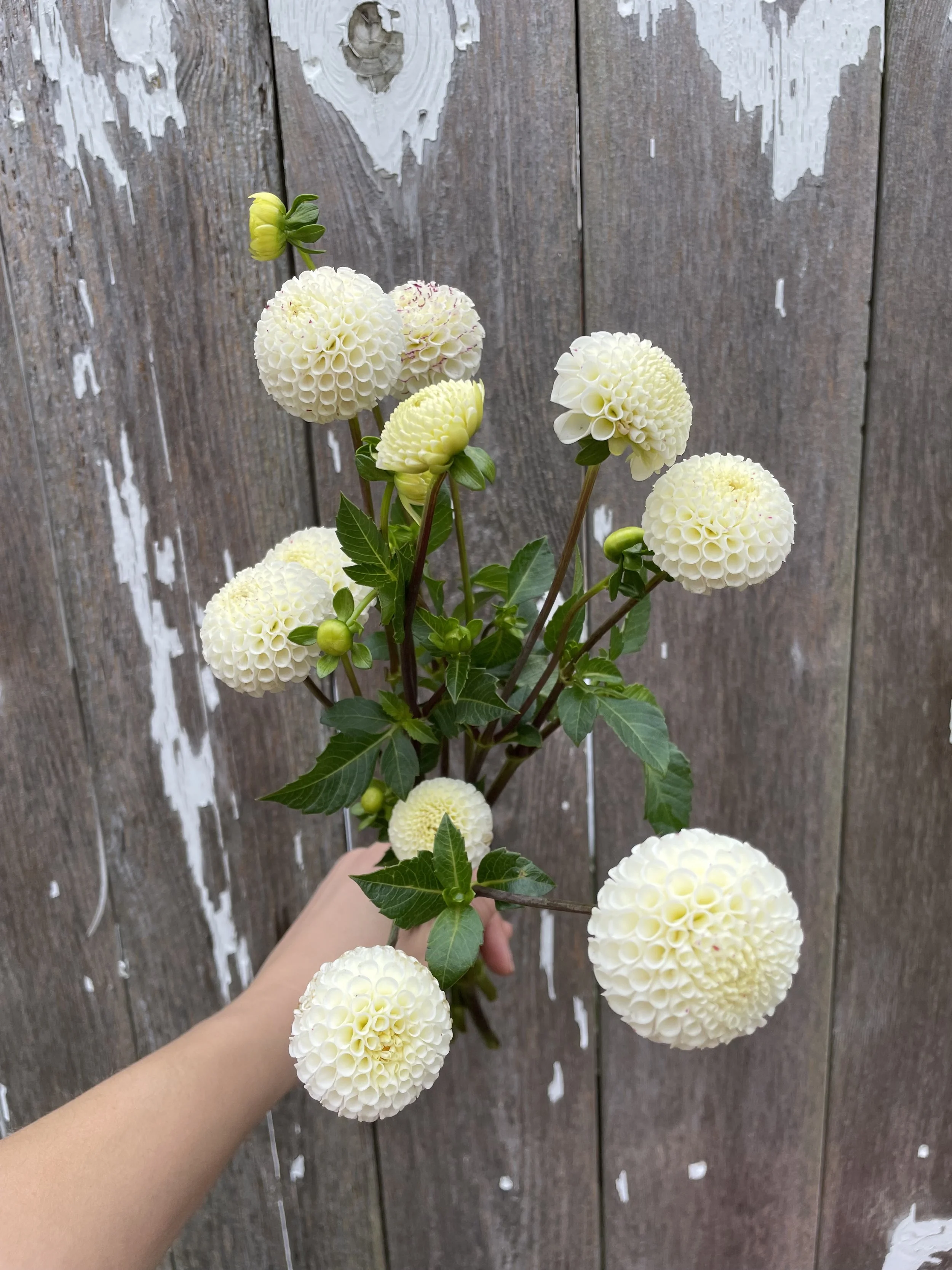 Small World Dahlia Tubers for Sale
