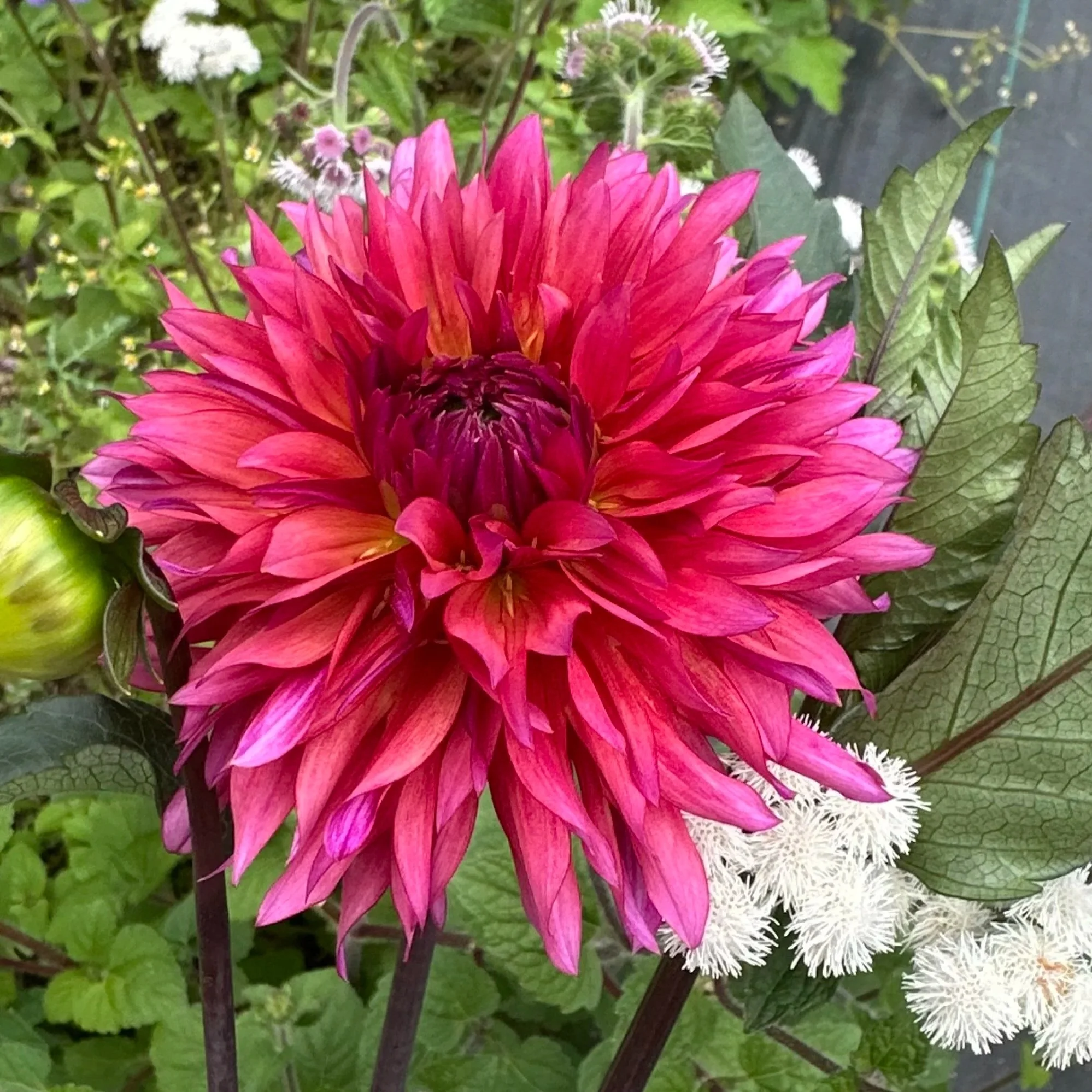 Sonic Bloom Dahlia Tubers for Sale