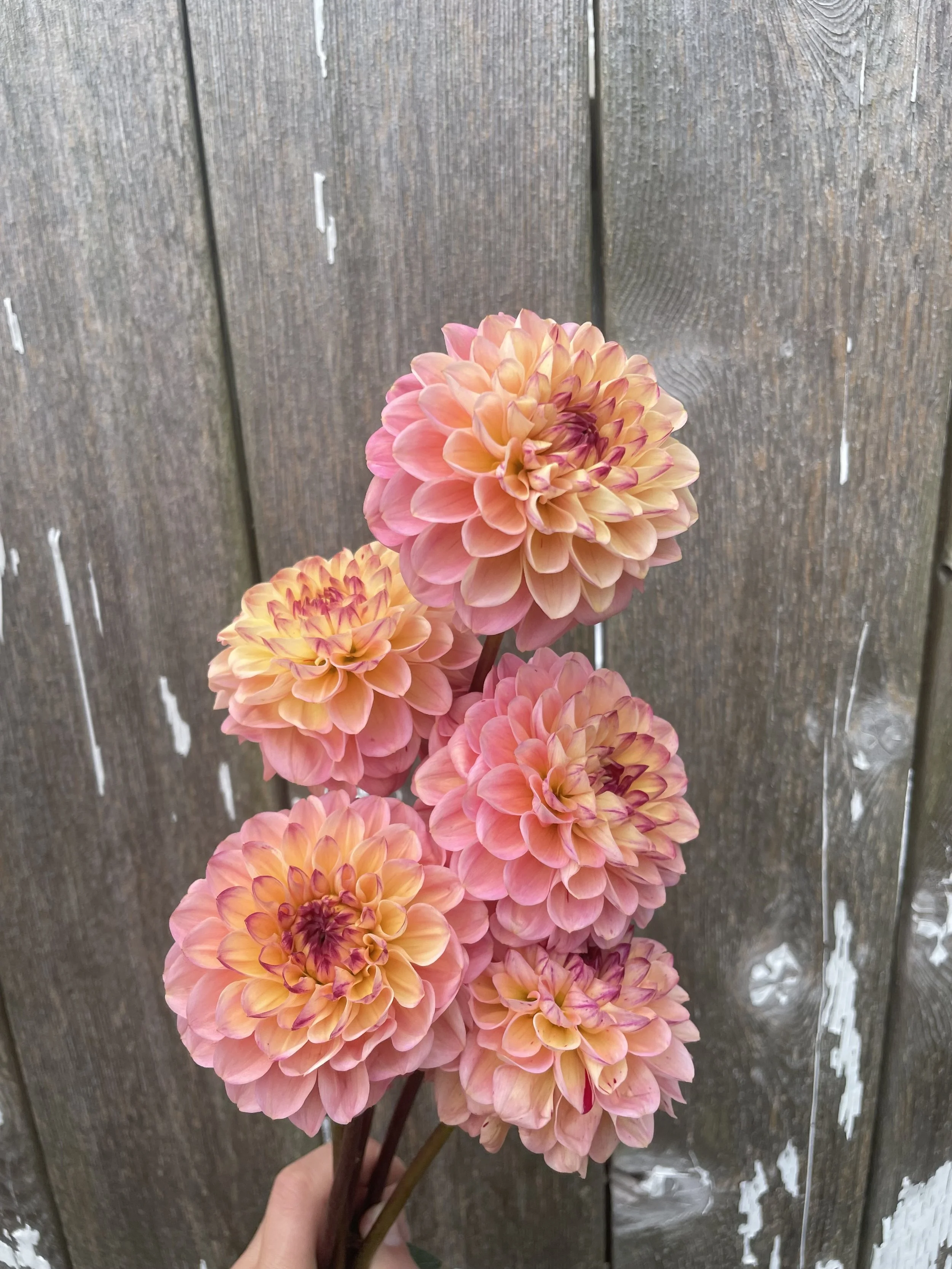 Wine Eyed Jill Dahlia Tubers for Sale