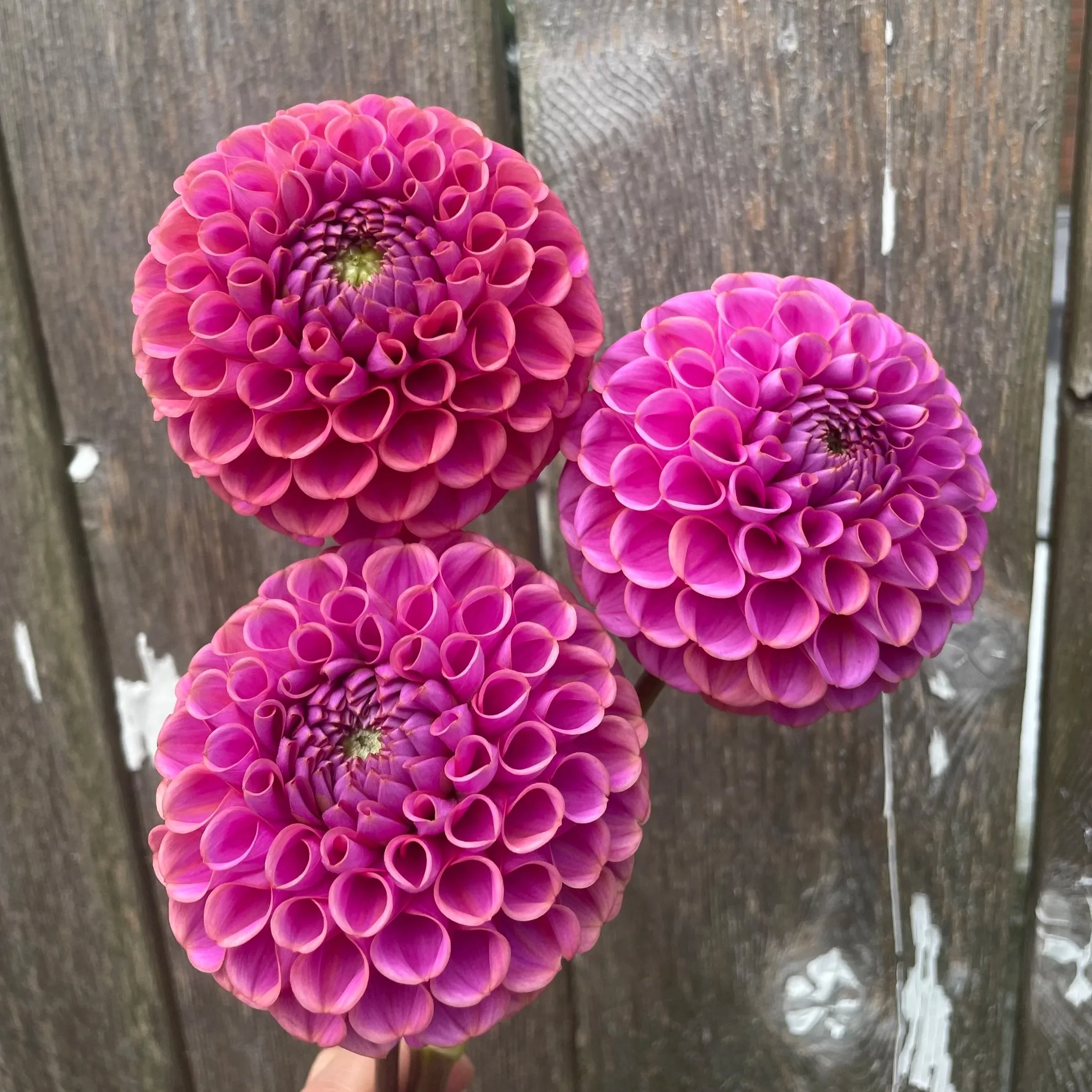 Isabel Dahlia Tubers for Sale