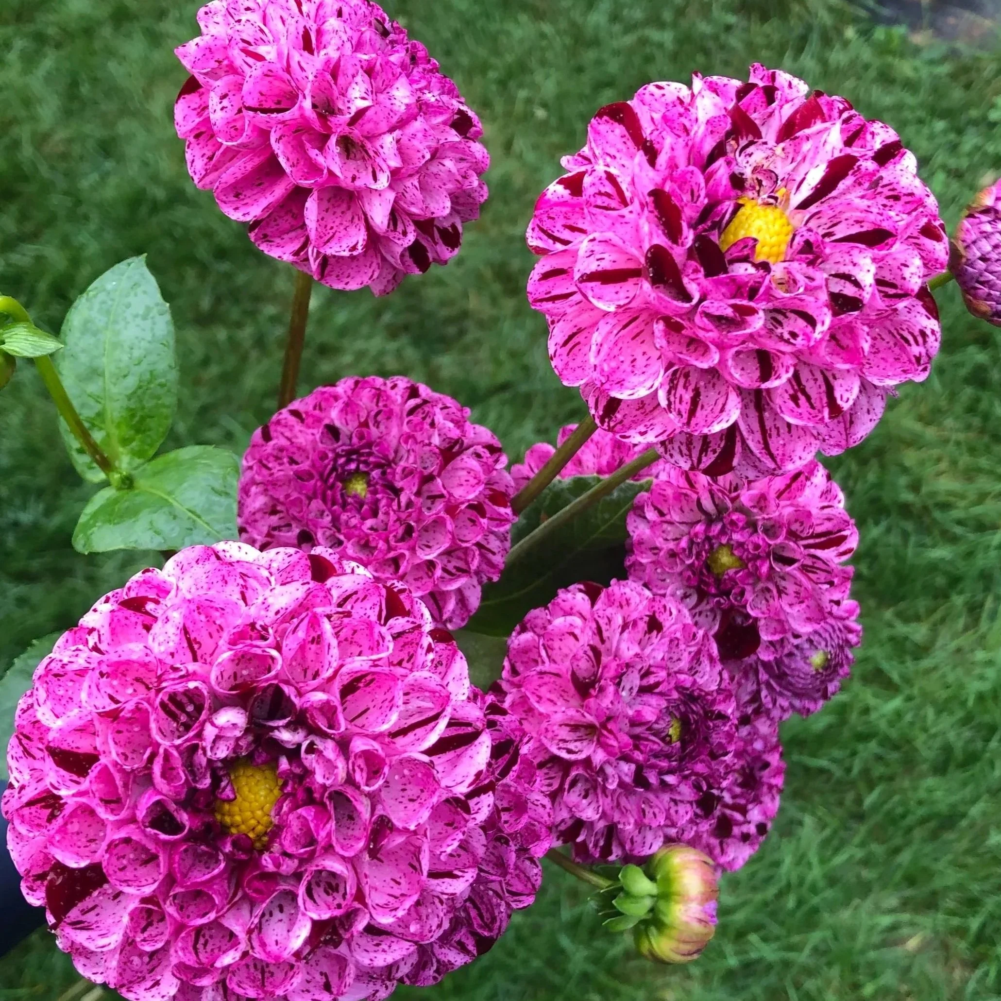 Snoho Les Dahlia Tubers for Sale