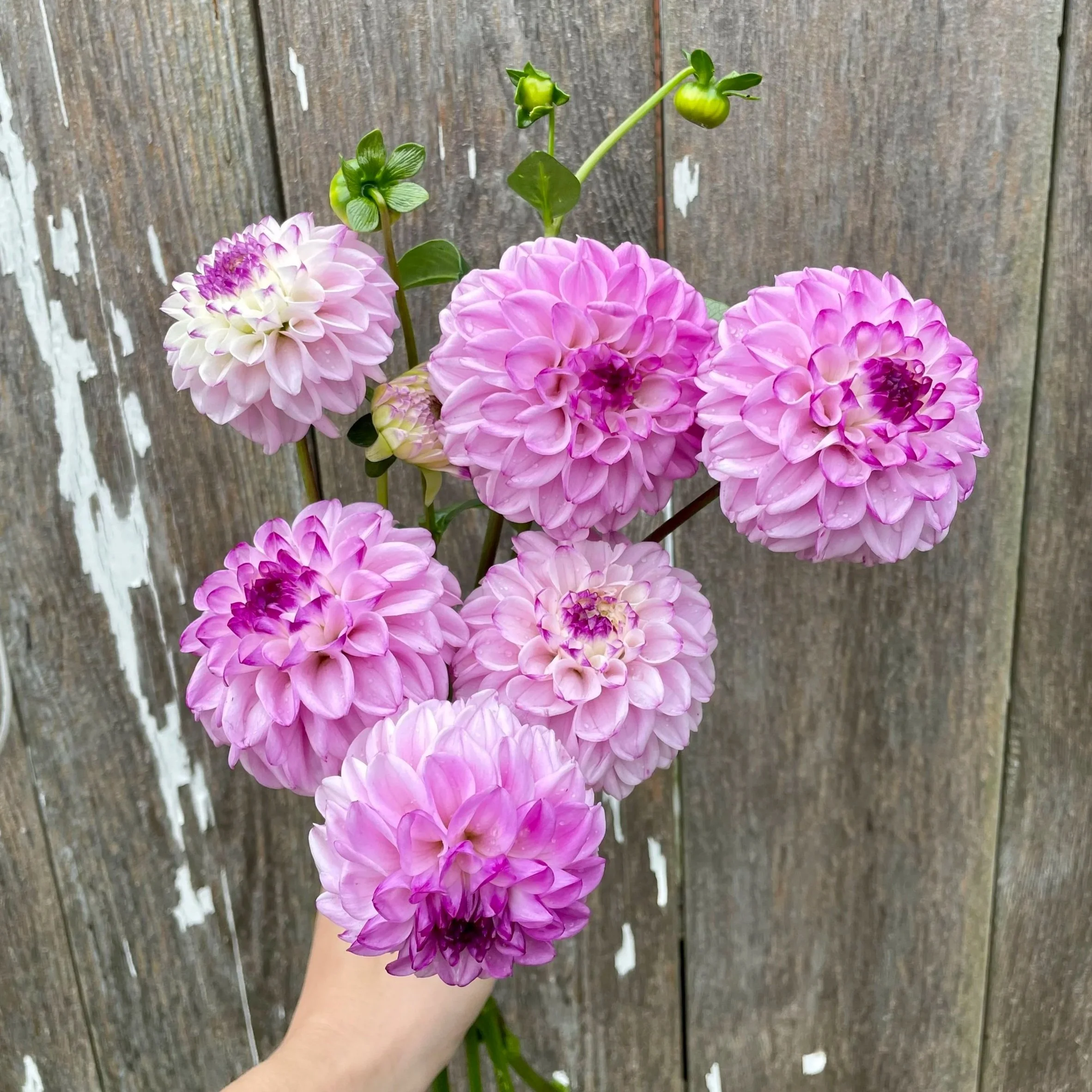 Genova Dahlia Tubers for Sale
