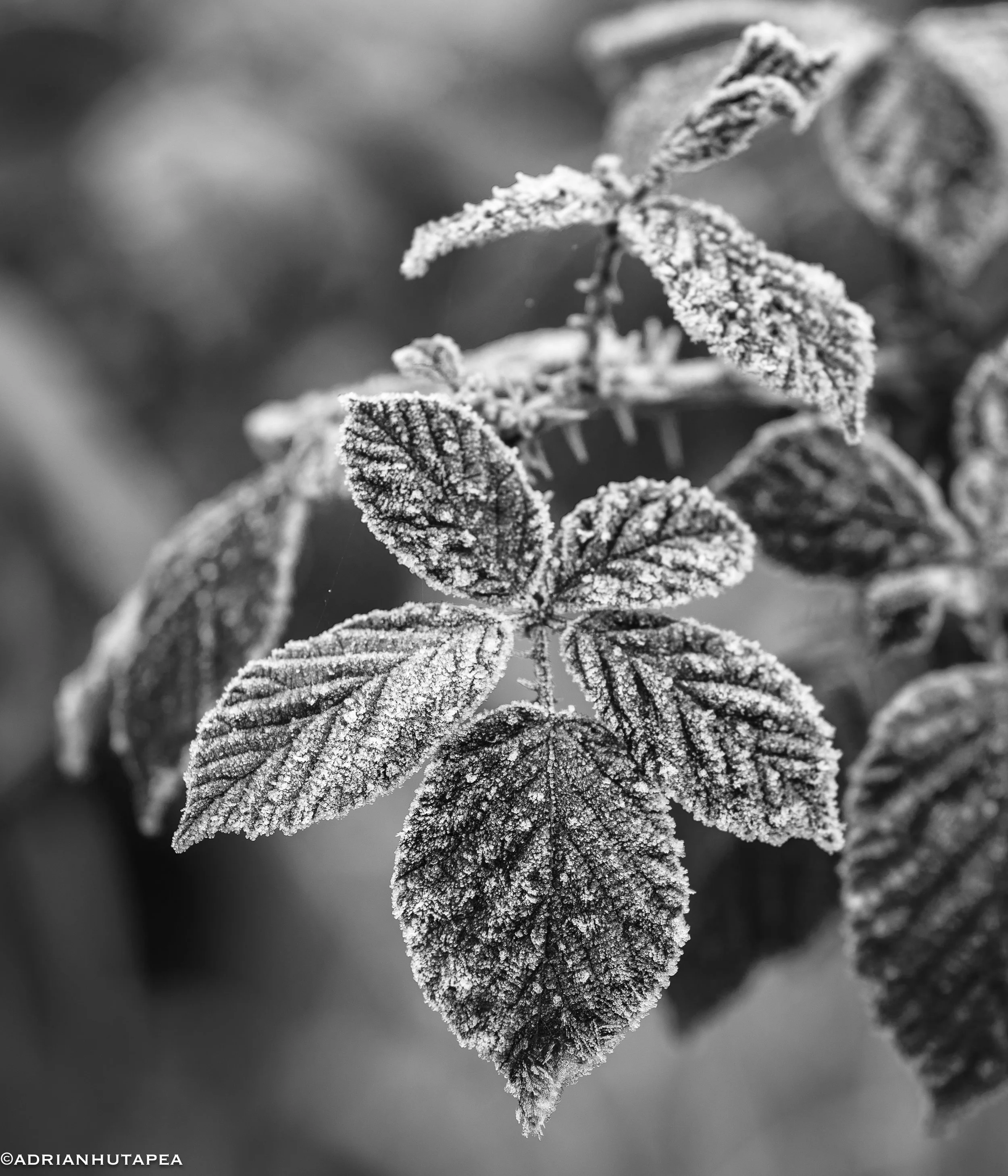 Wapato Blackberry Freeze-1.jpg