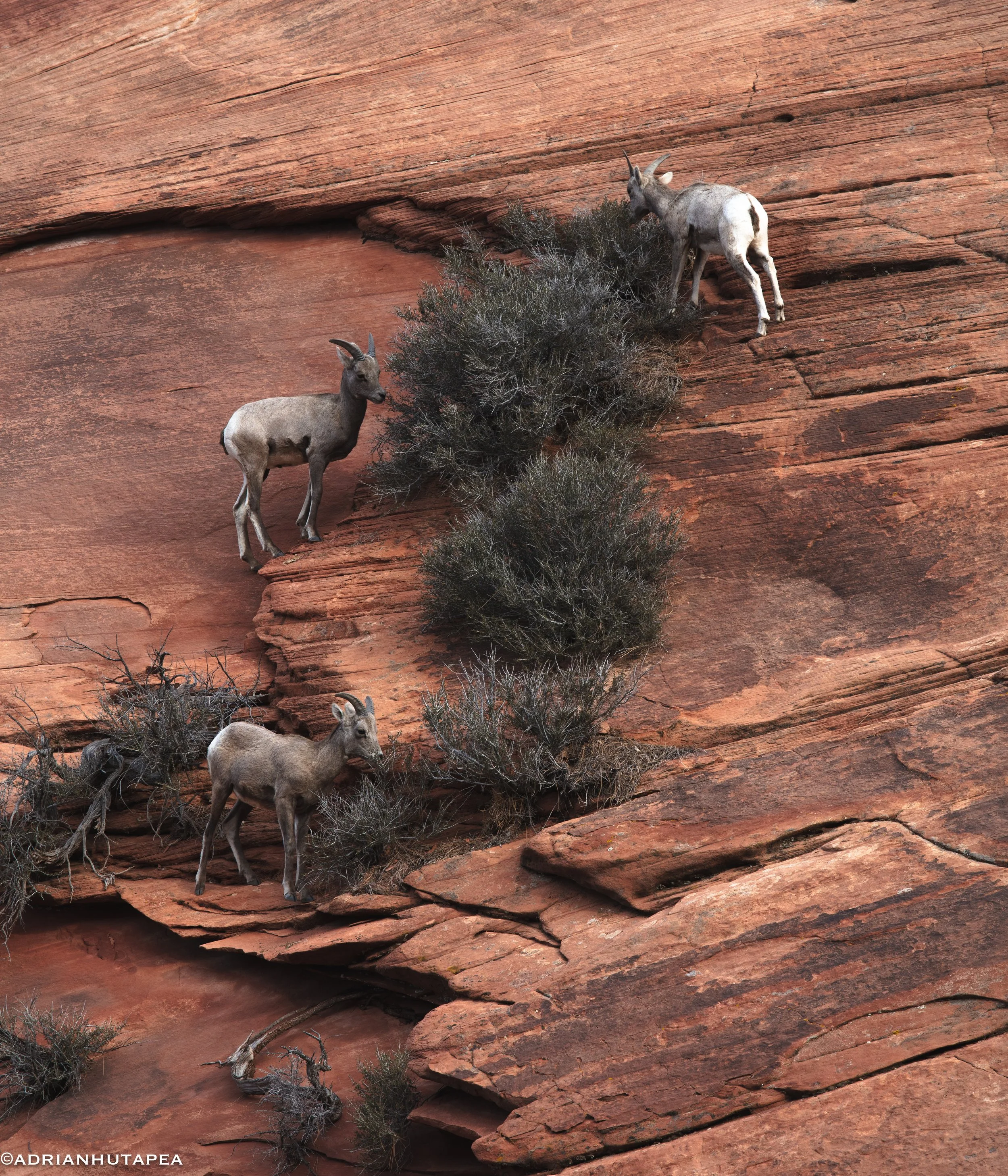 Big Horn Babies Zion-1.jpg
