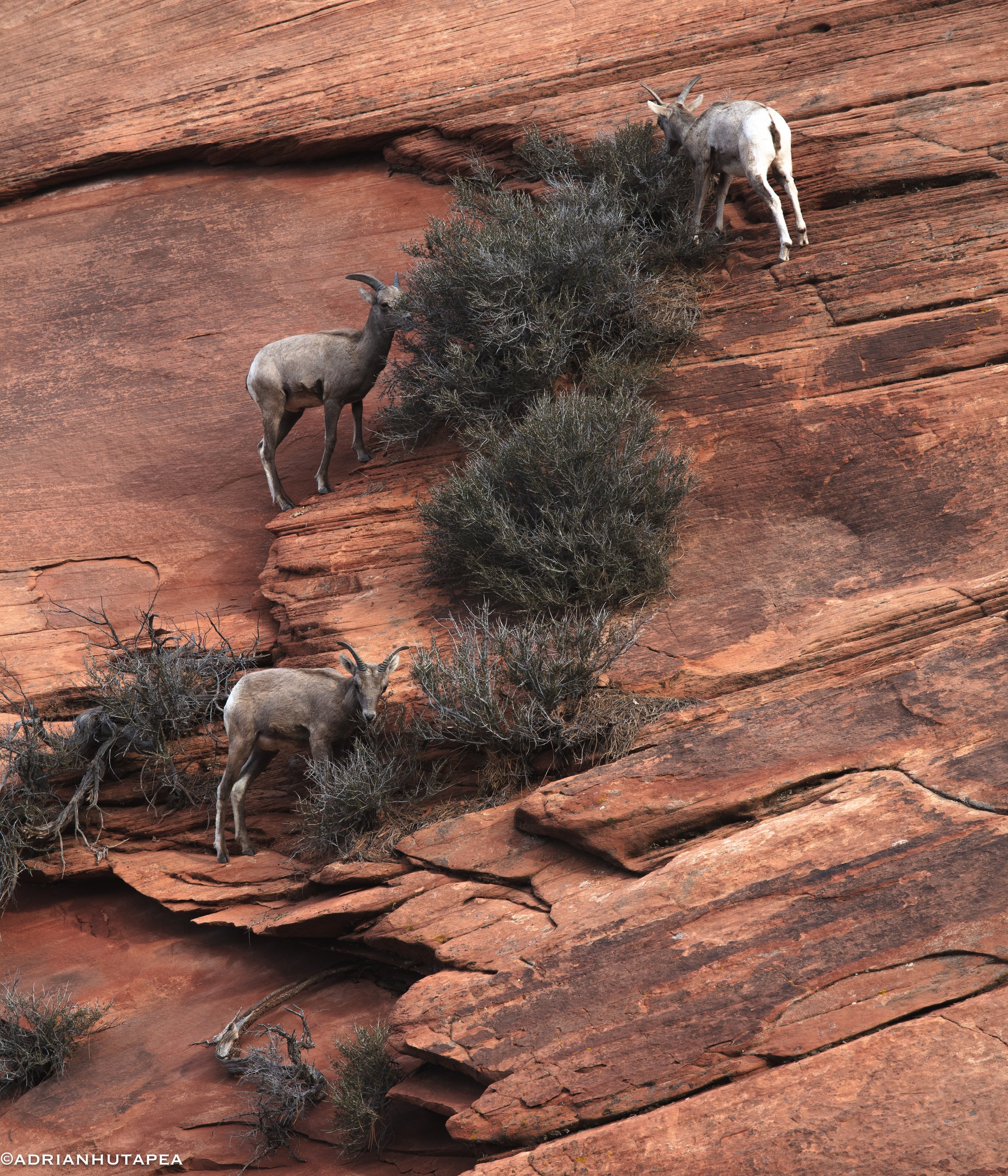 Big Horn Babies Zion-1-2.jpg