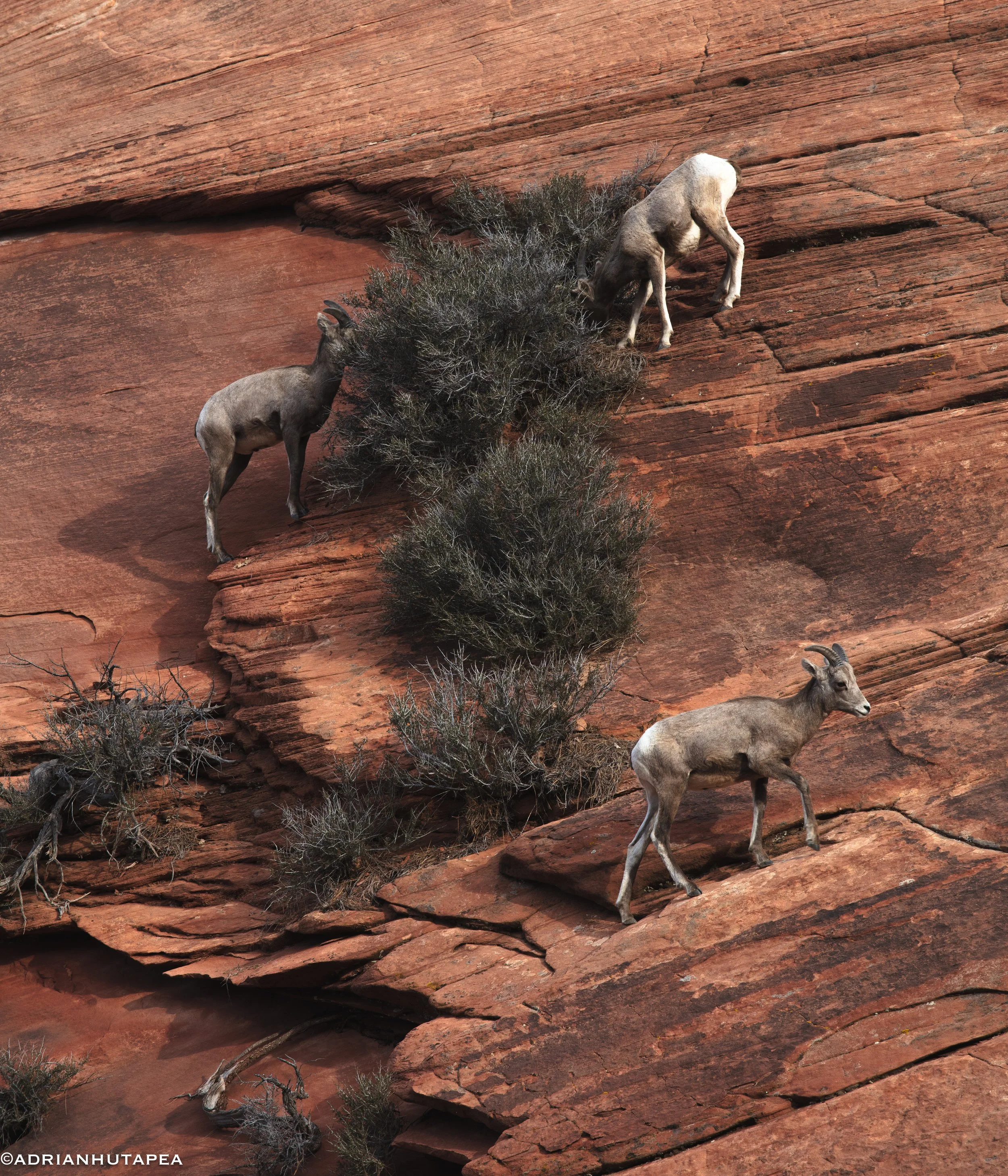 Big Horn Babies Zion-1-3.jpg