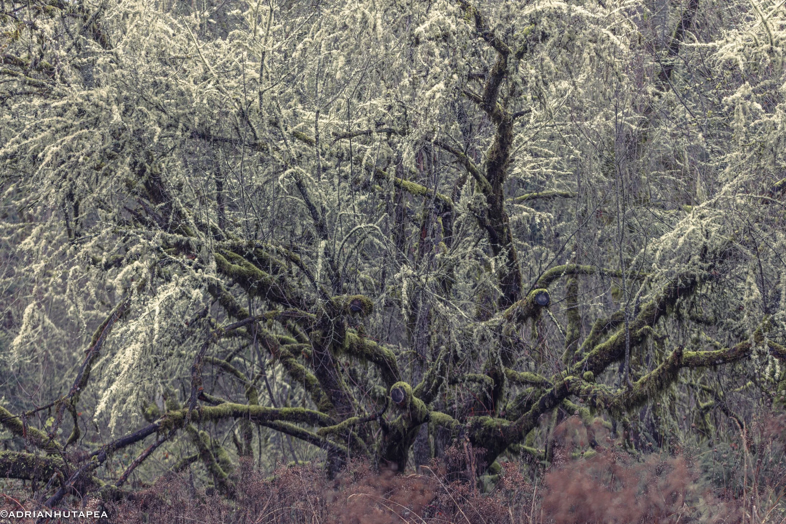 Wapato Mindflayer Tree-1.jpg