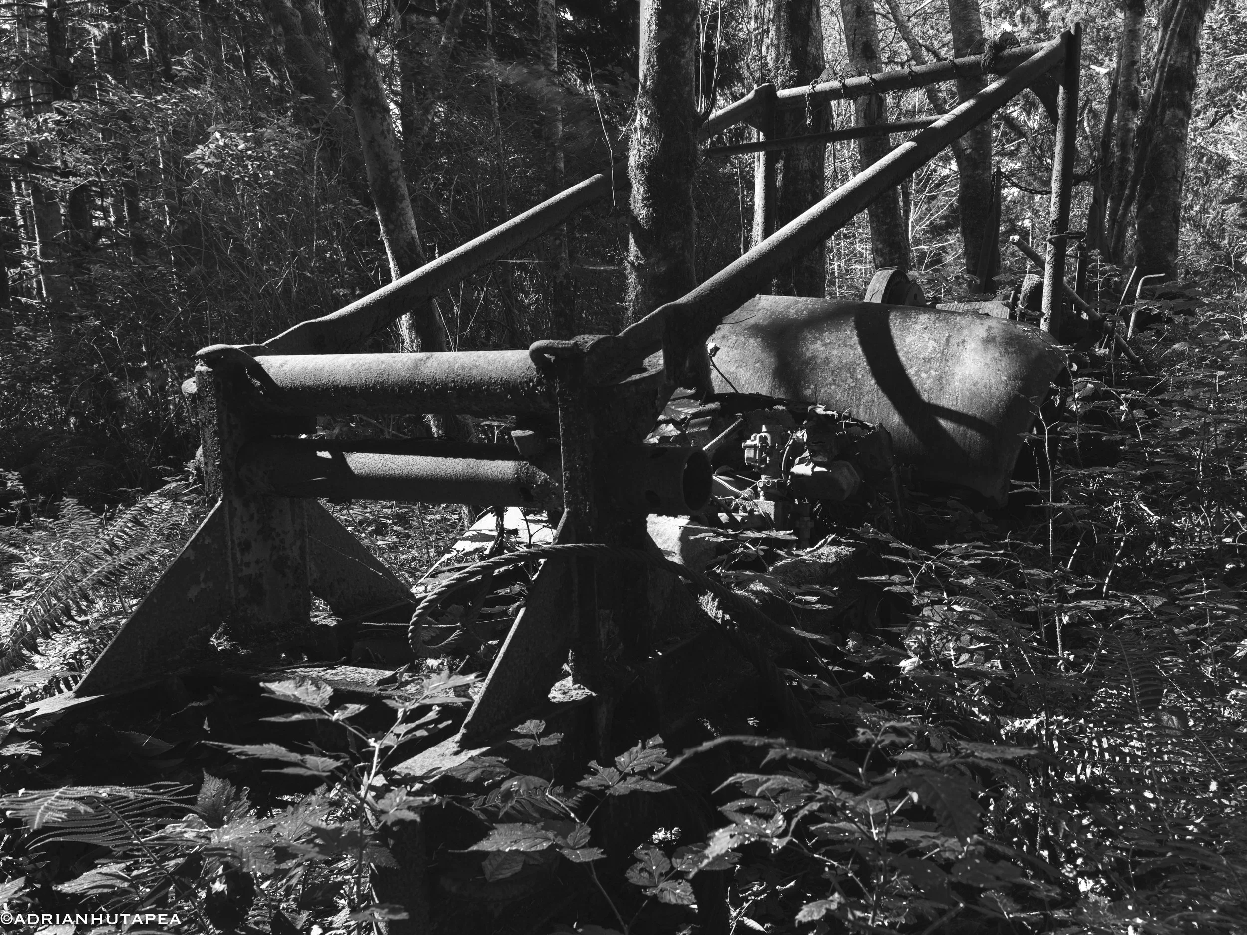 tractor in the woods-1.jpg