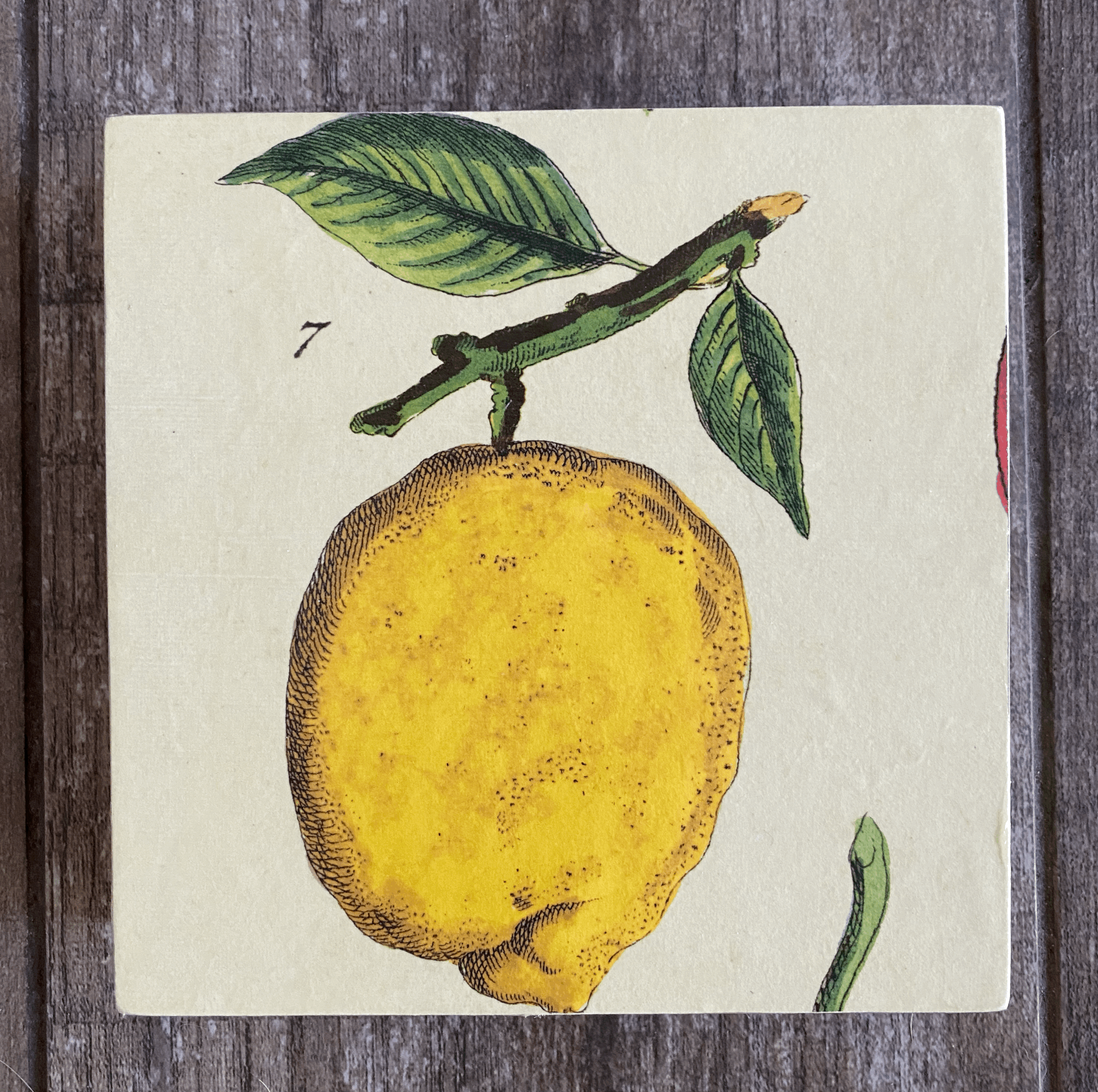 Citron 6"x6"