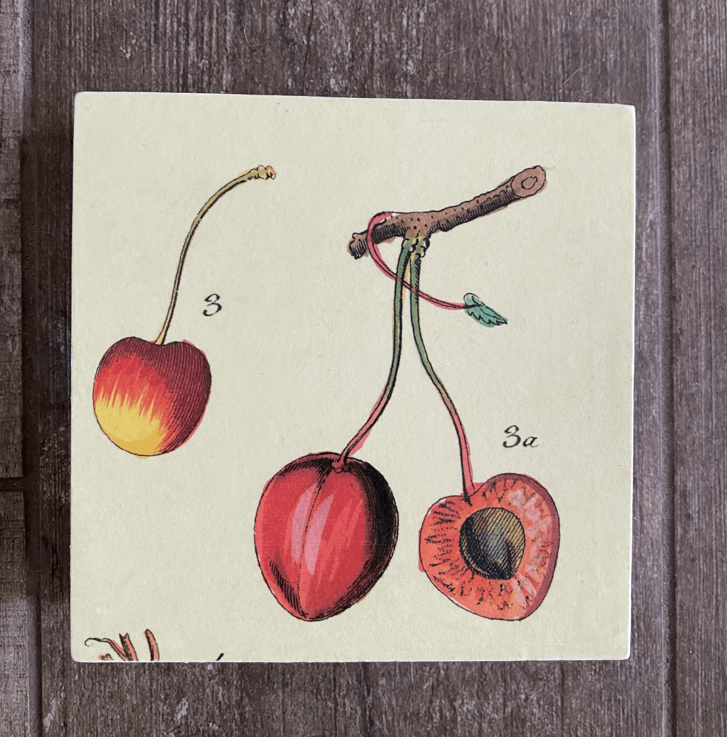 Cerises 6"x6"