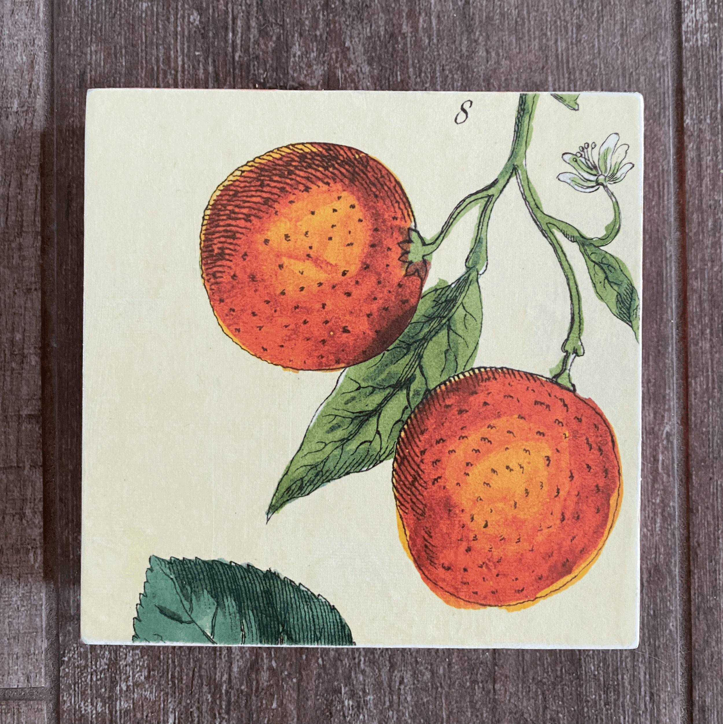 Les Oranges 6"x6"