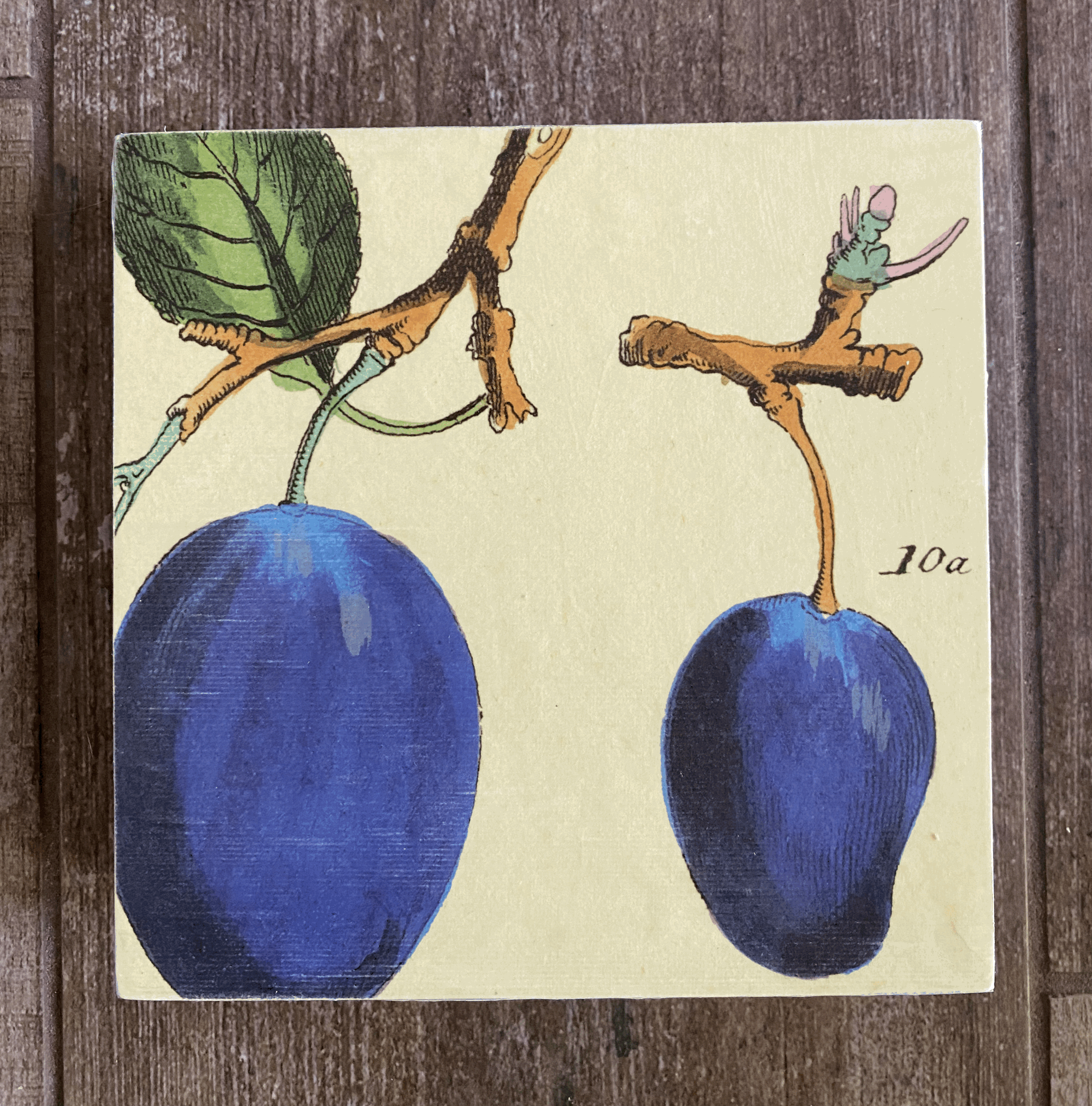 Plums 6"x6"