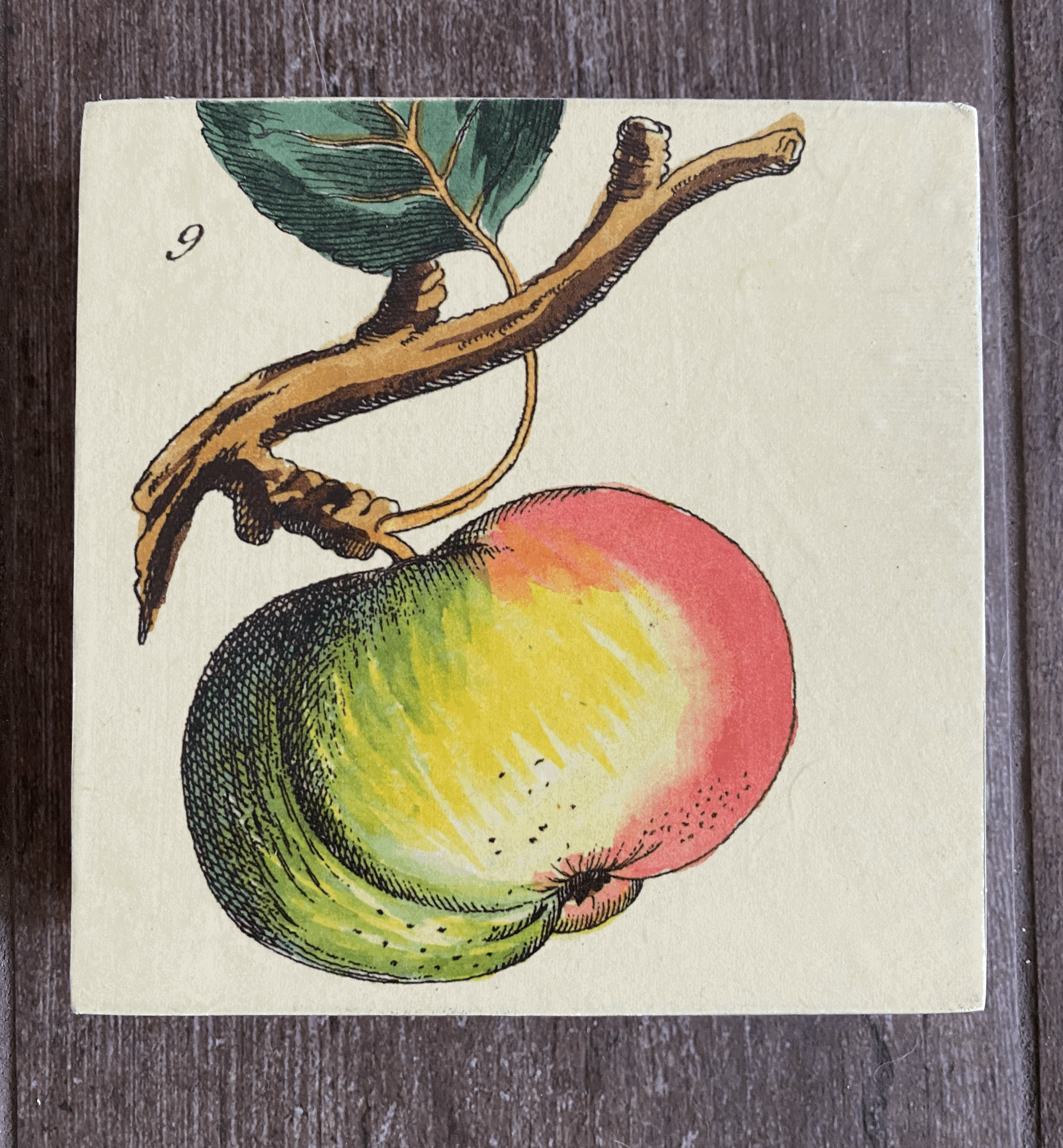 Tomato 6"x6"