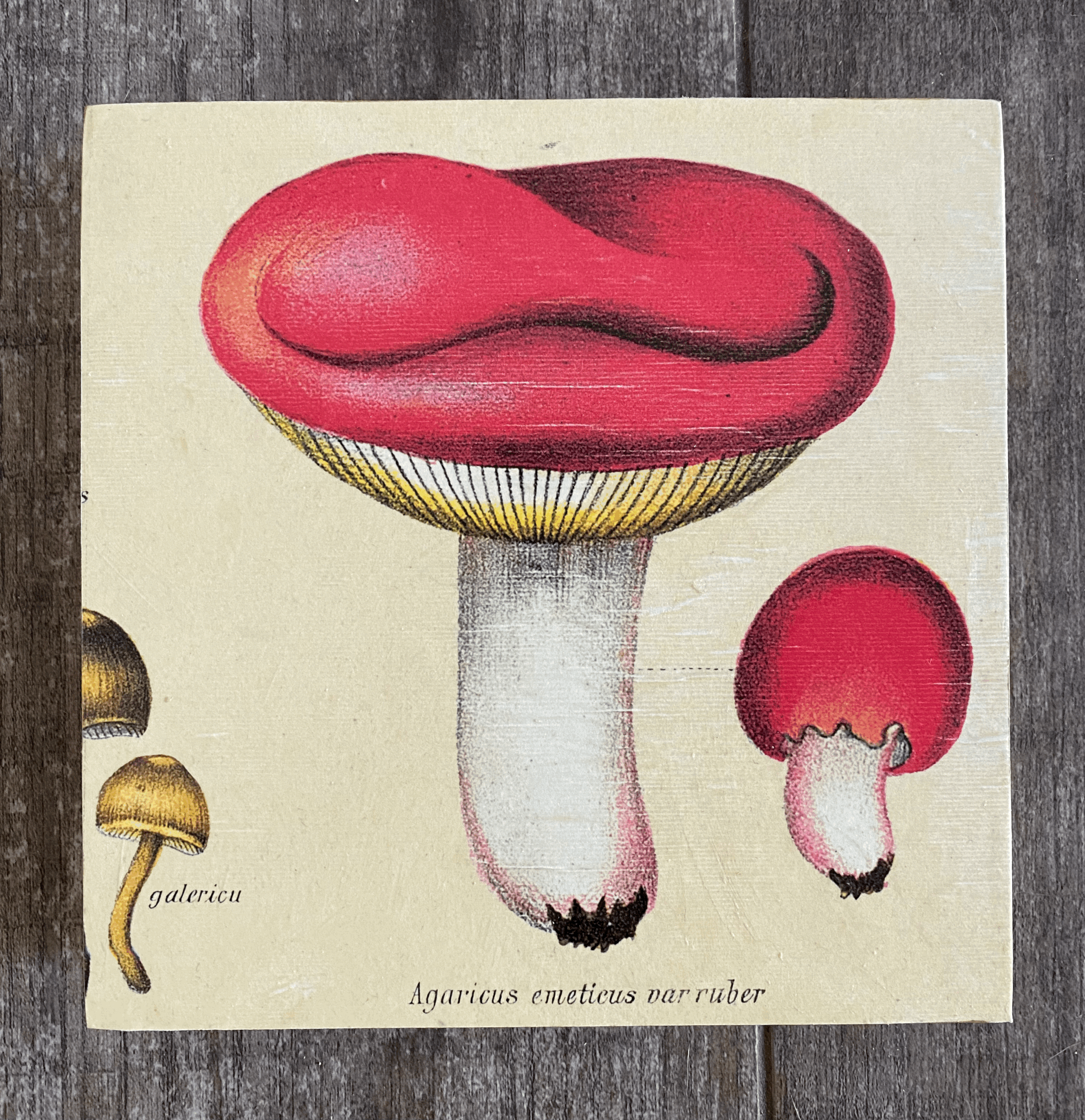 Mushroom Var Ruber 8"x8"