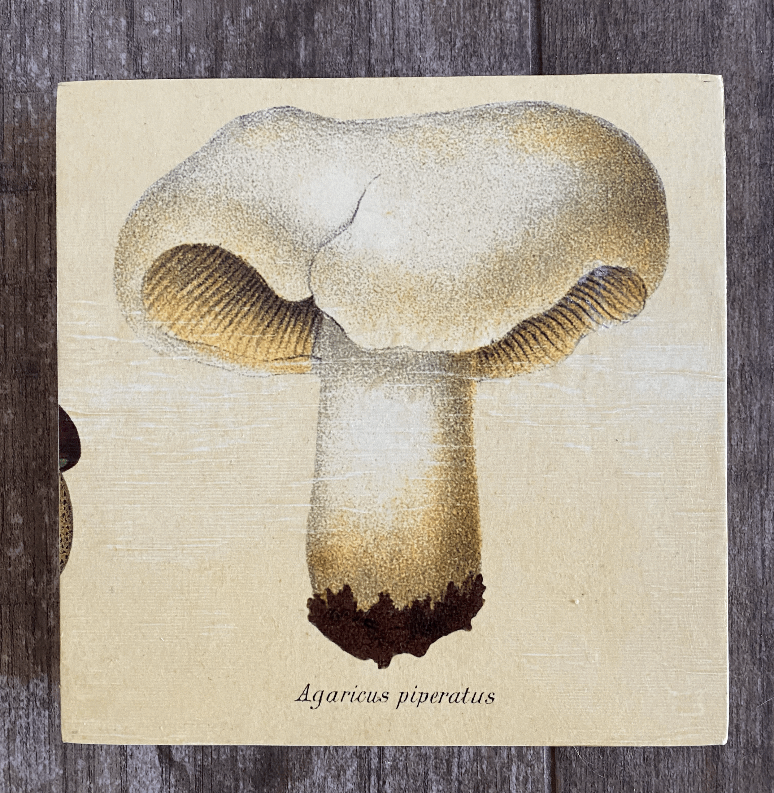 Peppery Milkcap 8"x8"
