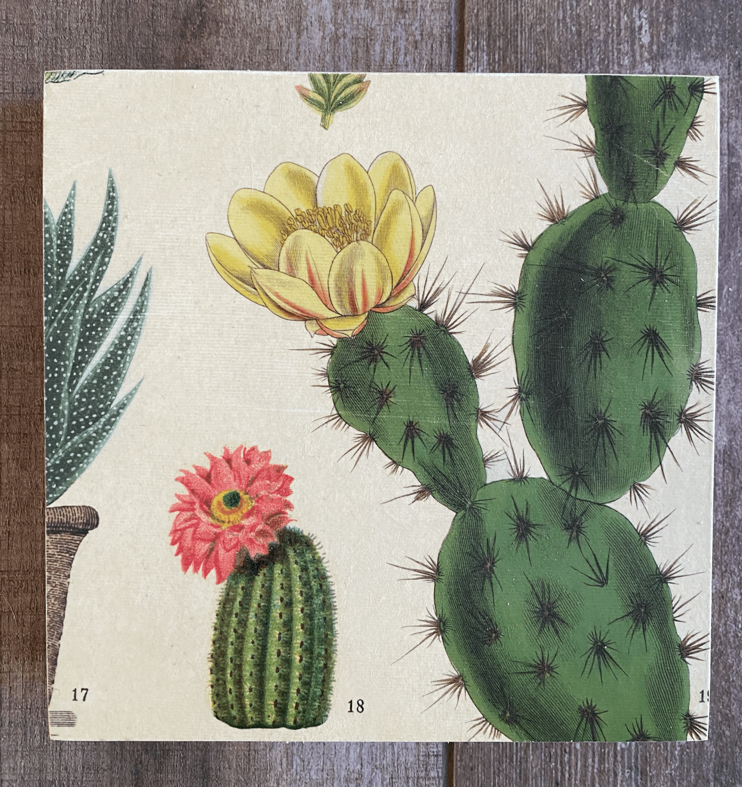 Prickly Pear 8"x8"