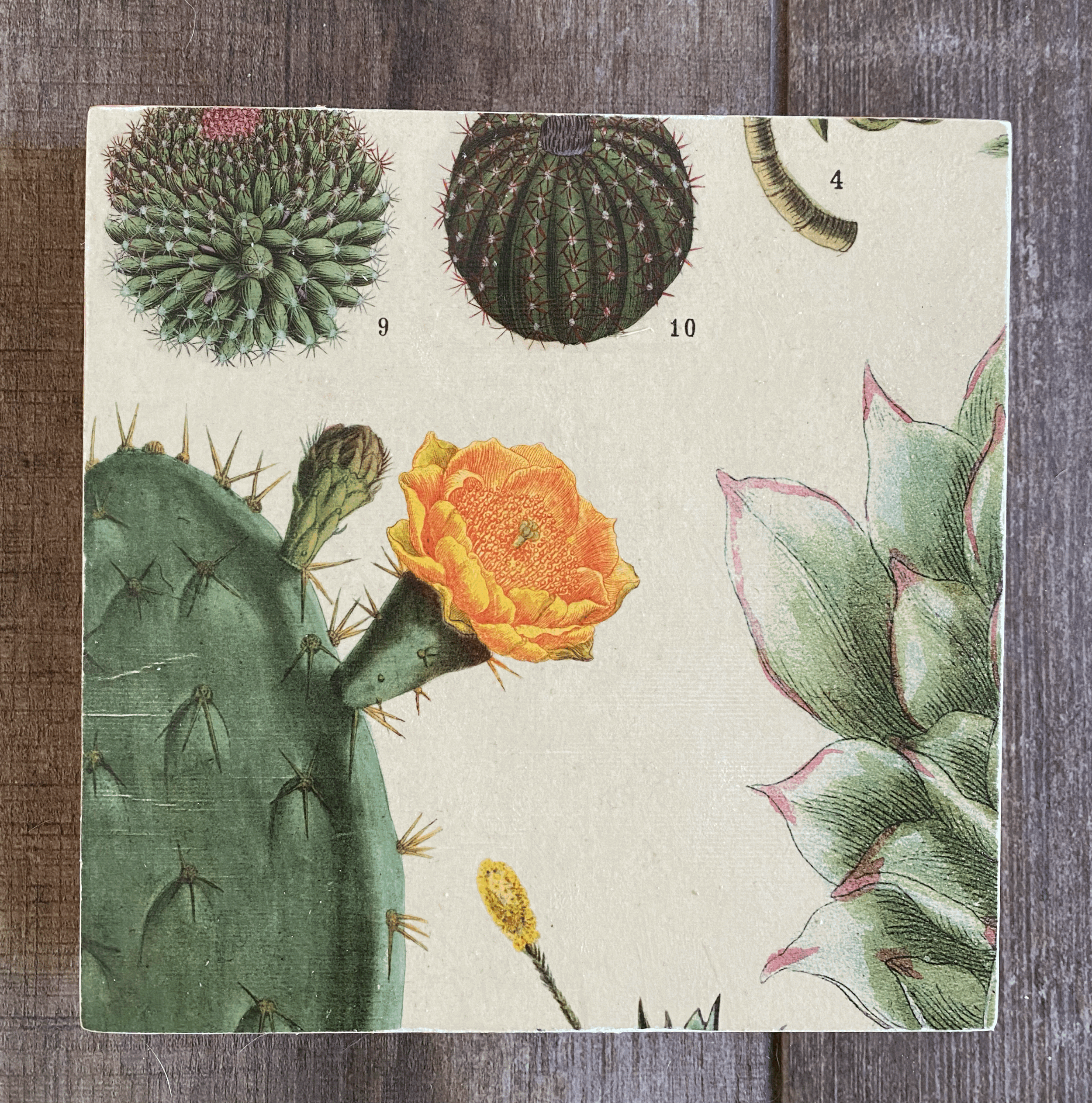 Desert Bloom 8"x8"