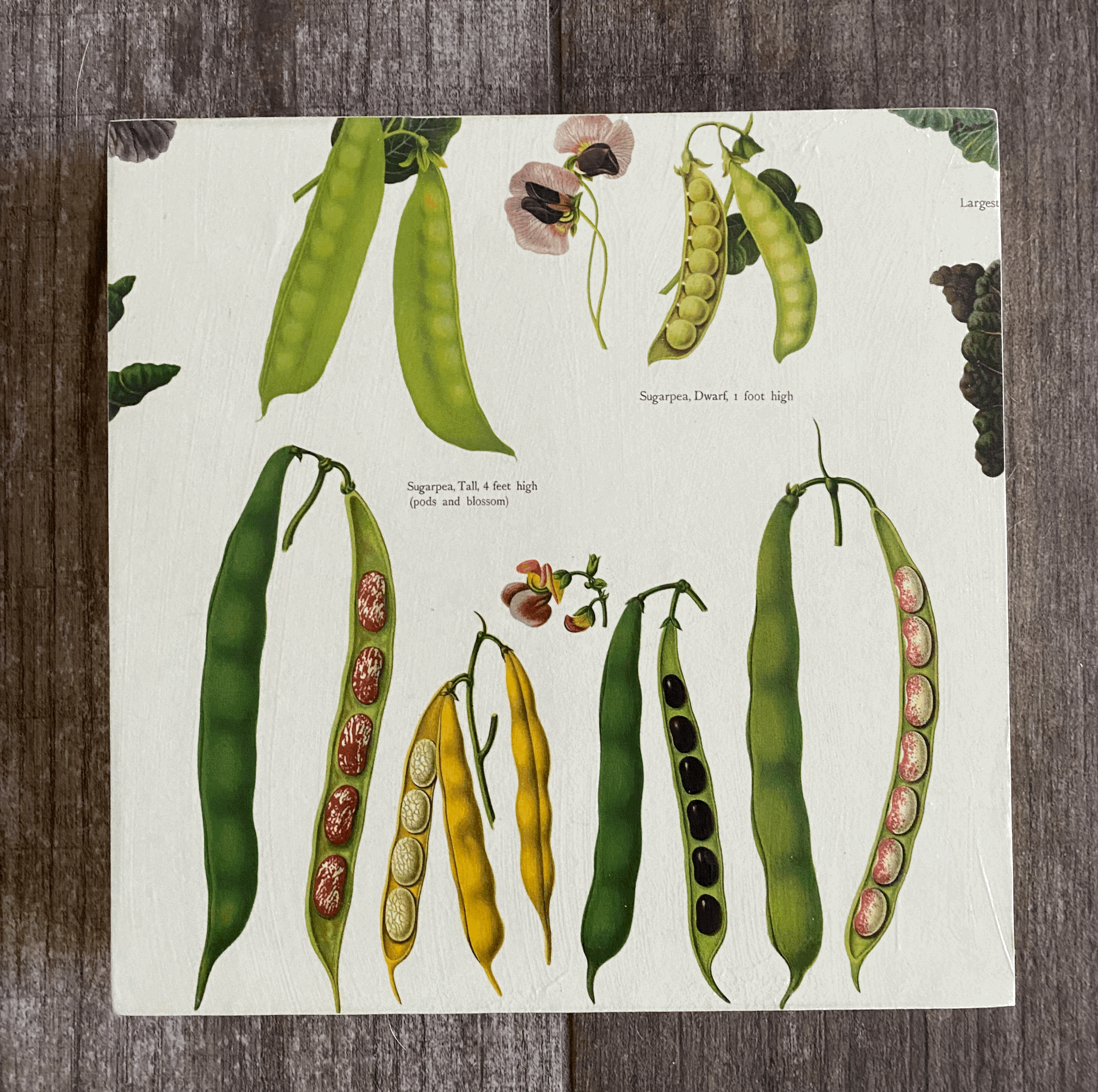 Beans + Peas 10"x 10"
