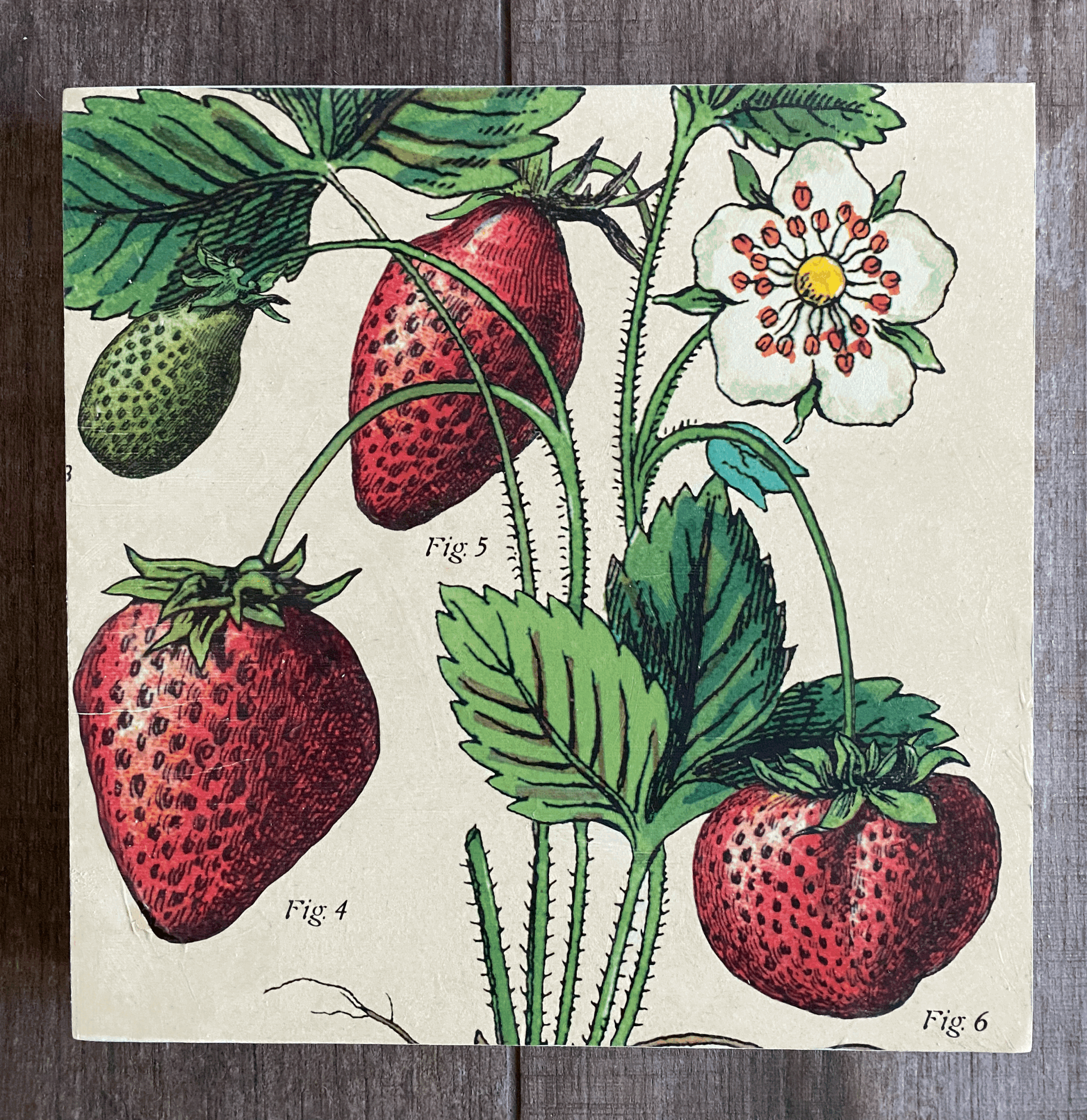 Fraises 12"x 12"