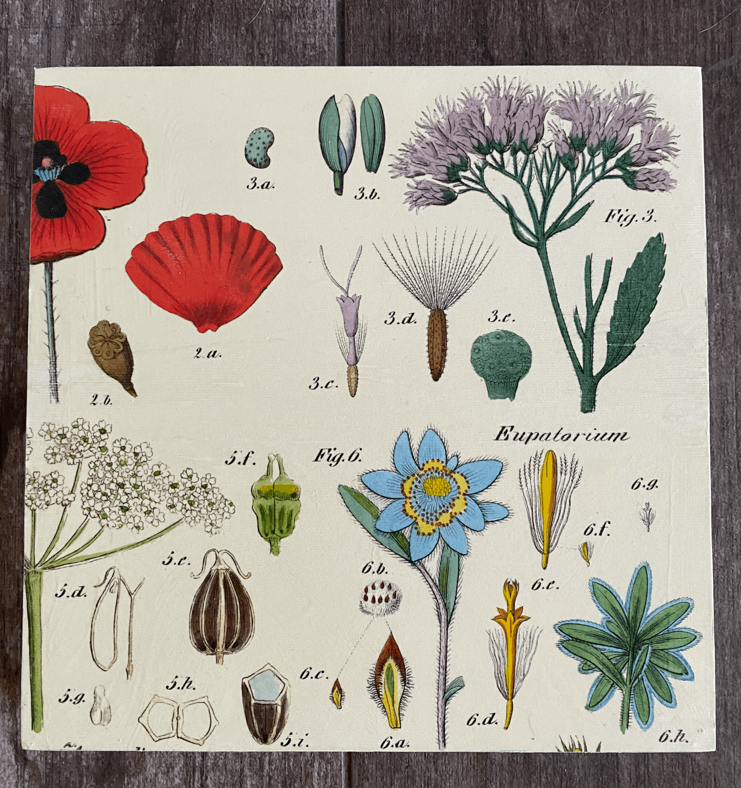 Wildflowers 10"x 10"
